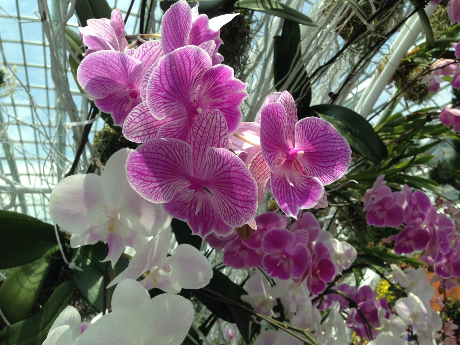 iPhone 5 back camera 4.12mm f/2.4 sample photo. Gardens by the bay photography