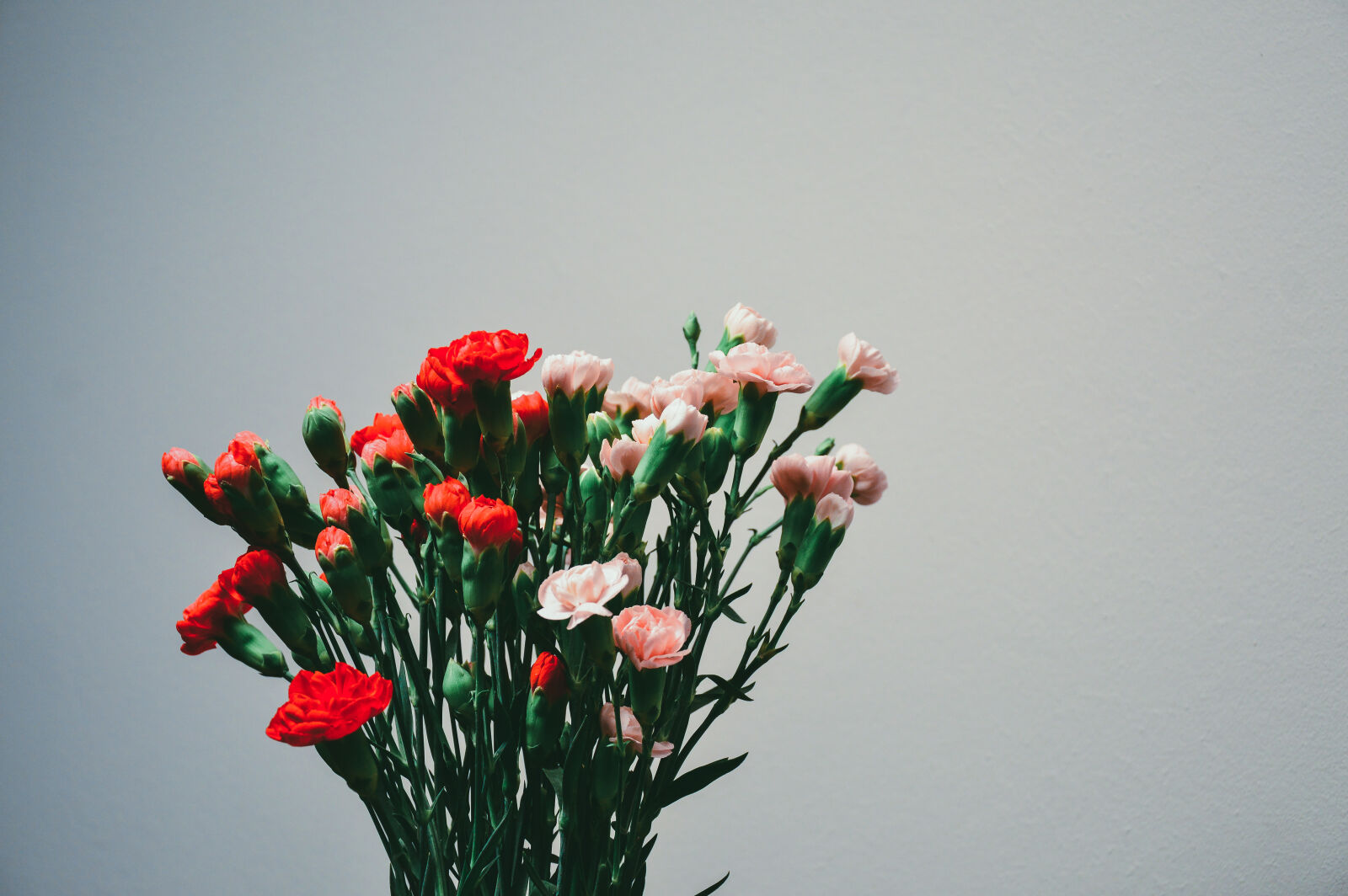 Nikon D3200 sample photo. Flowers, red, pink, plant photography