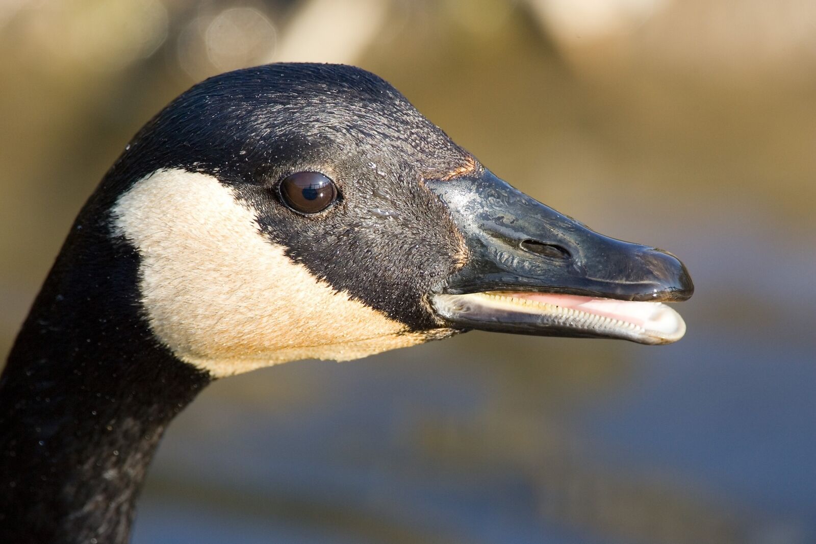 Canon EOS-1D Mark II sample photo. Canada goose, portrait, close photography