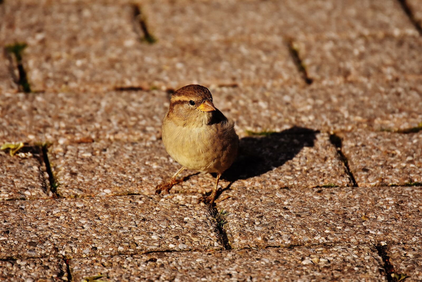 Nikon D7200 sample photo. Sparrow, bird, small photography