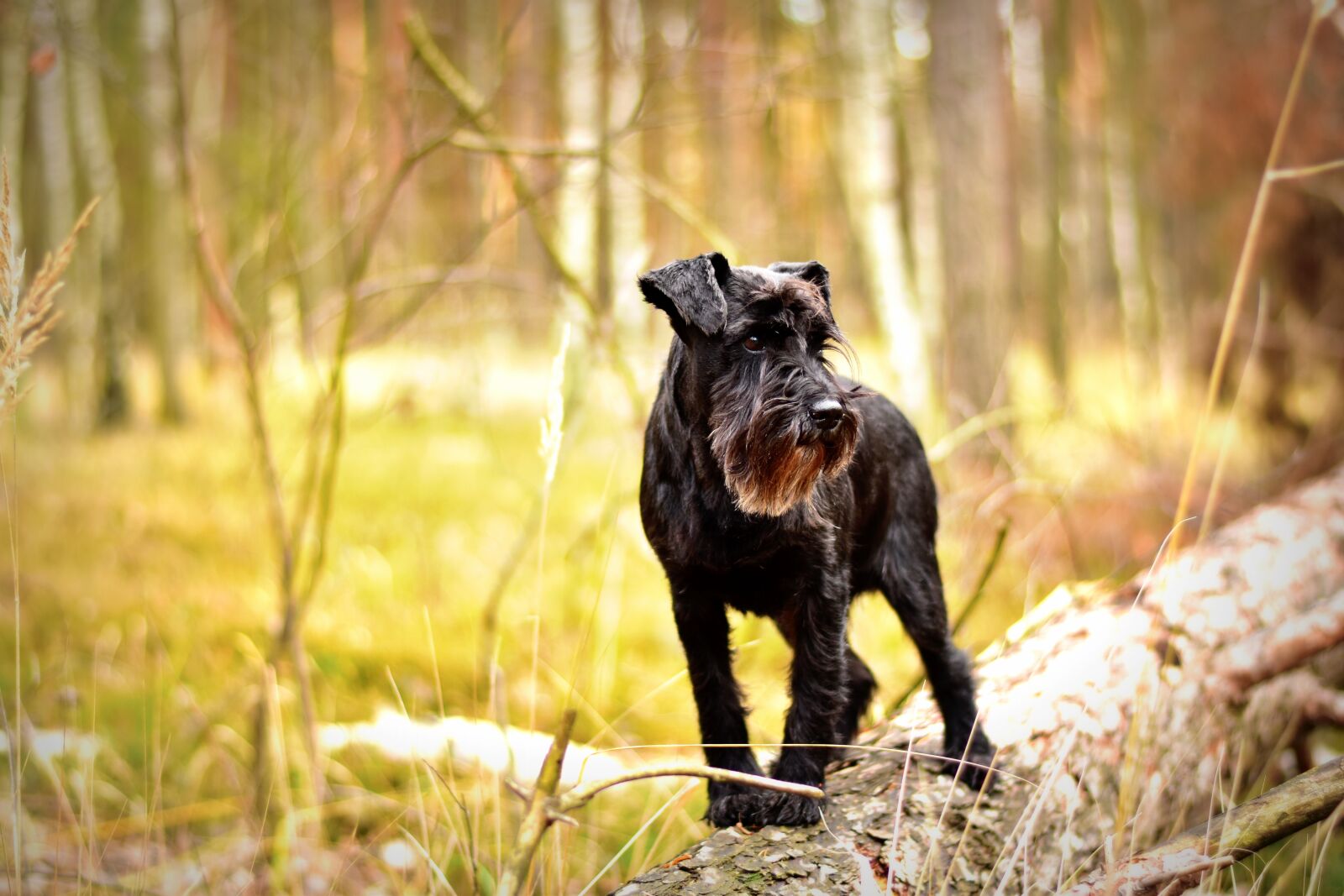 Nikon D5500 sample photo. Miniature schnauzer, dog, pet photography
