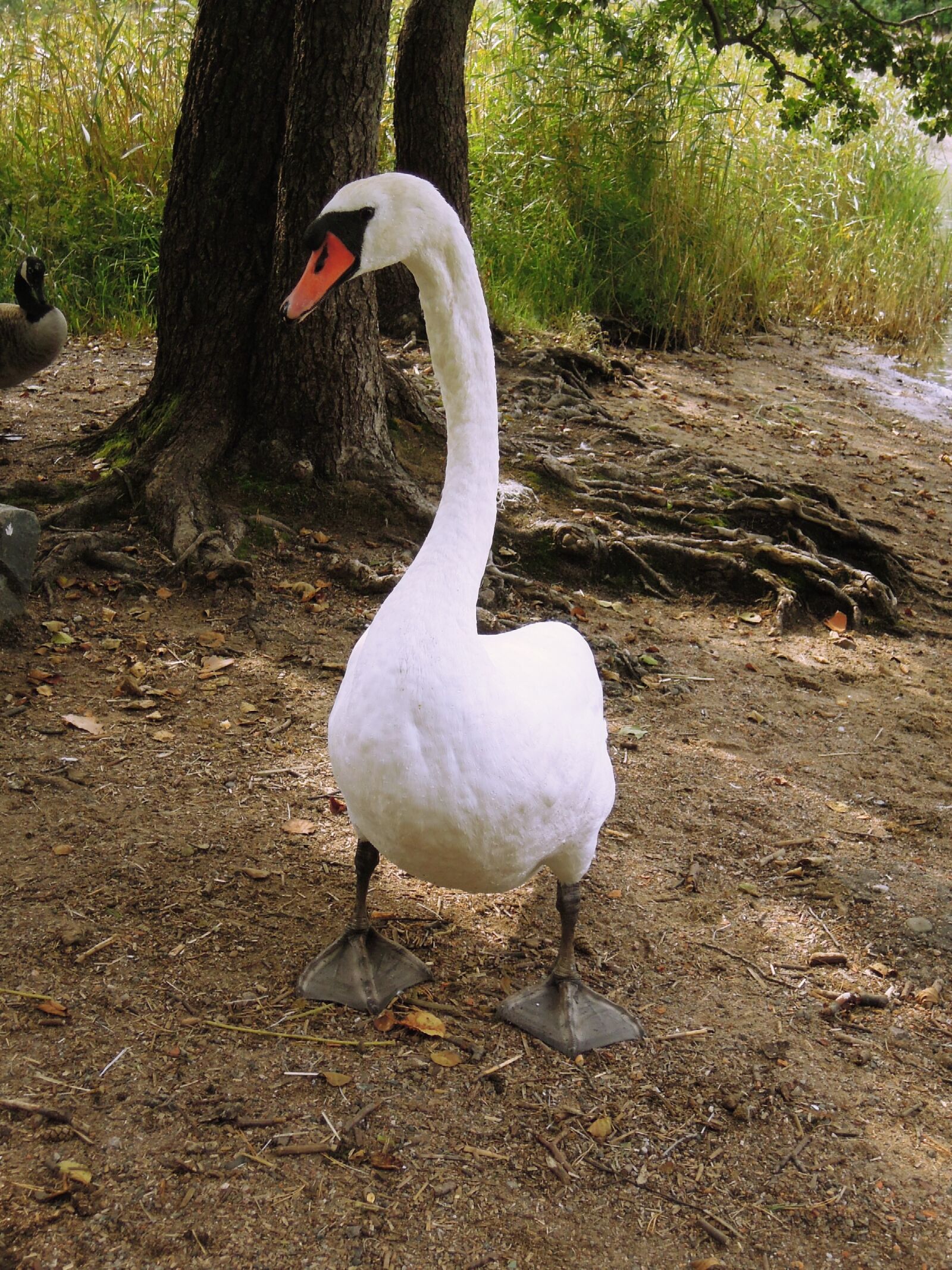 Nikon Coolpix P300 sample photo. Swan, bird, animal photography