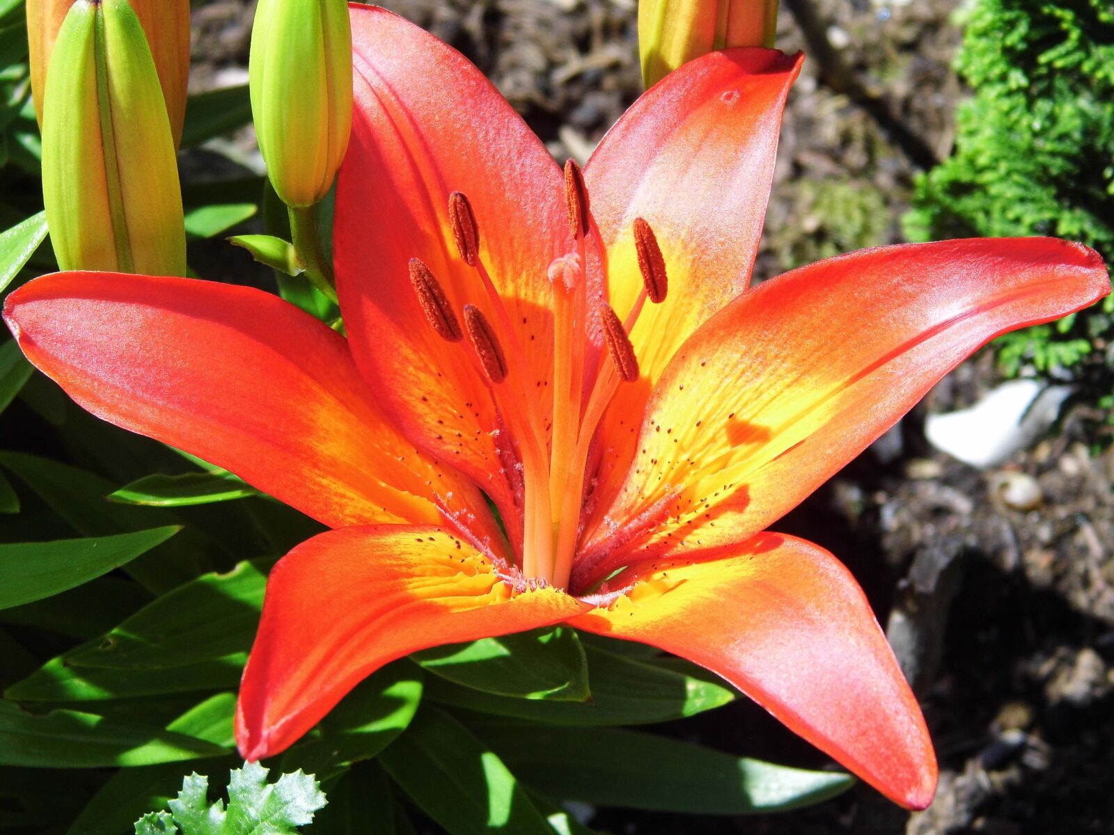 Benq GH600 sample photo. Lily, flower, blossom photography