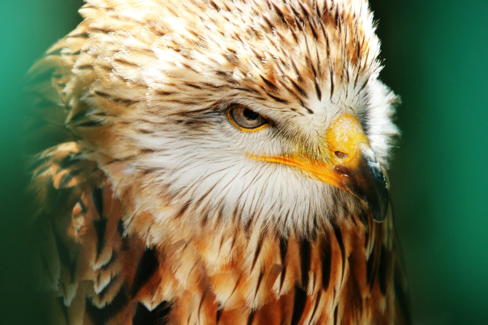 Canon EOS 700D (EOS Rebel T5i / EOS Kiss X7i) sample photo. Bird bird-of-prey, buzzard, bird photography