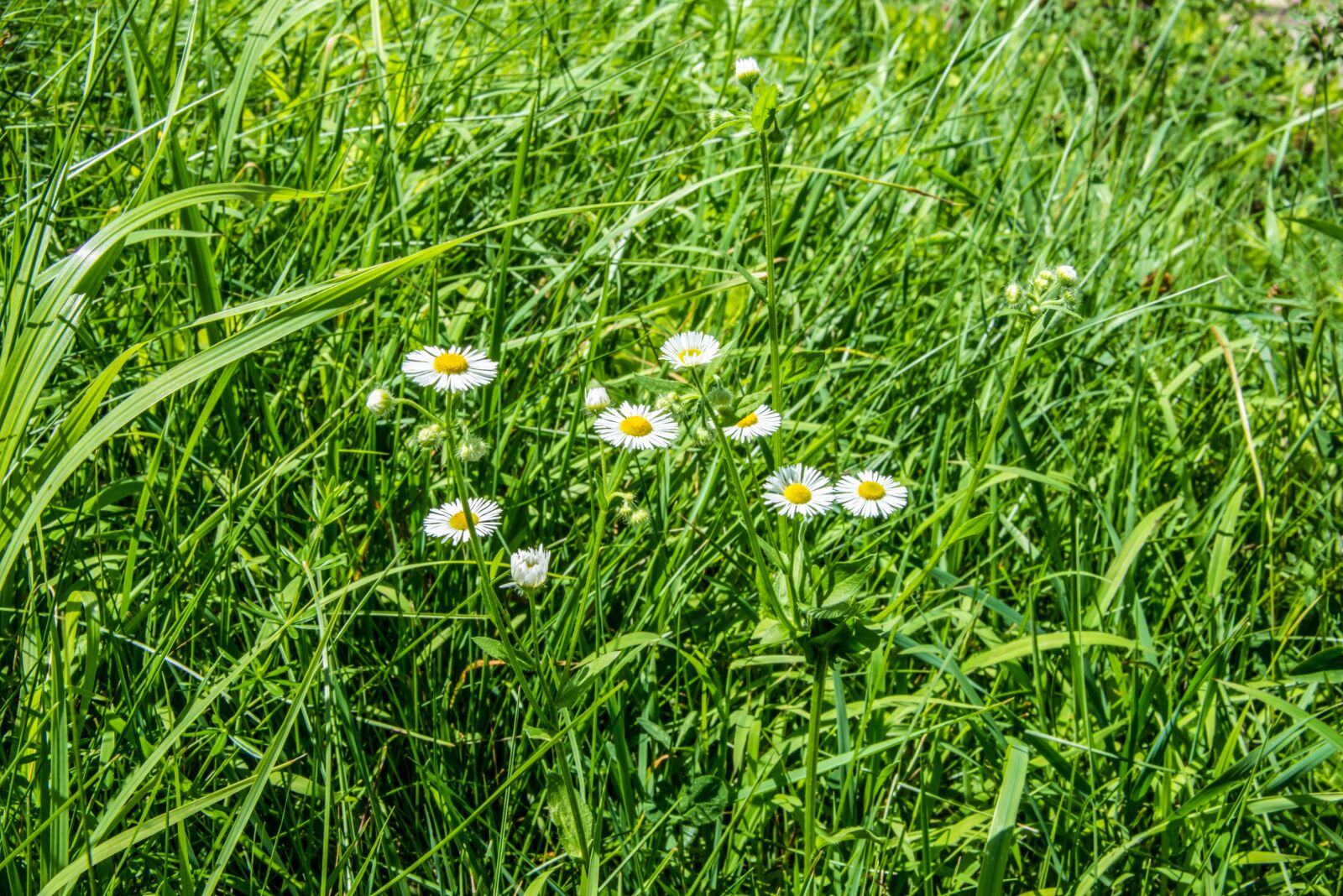 Nikon D800 sample photo. Flowers, wild, grass photography