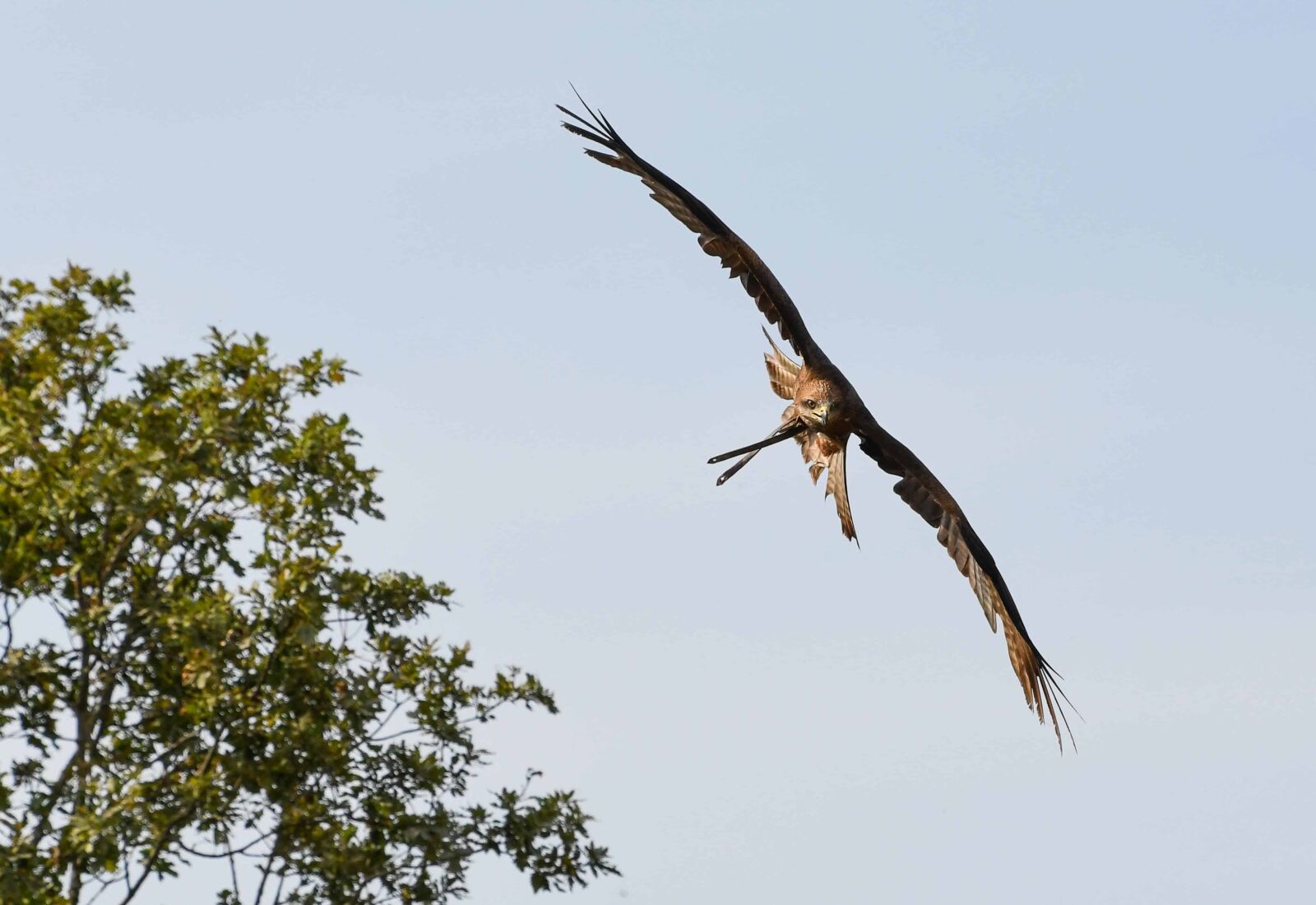 Nikon D500 sample photo. Nature, hawk, beak, wild photography
