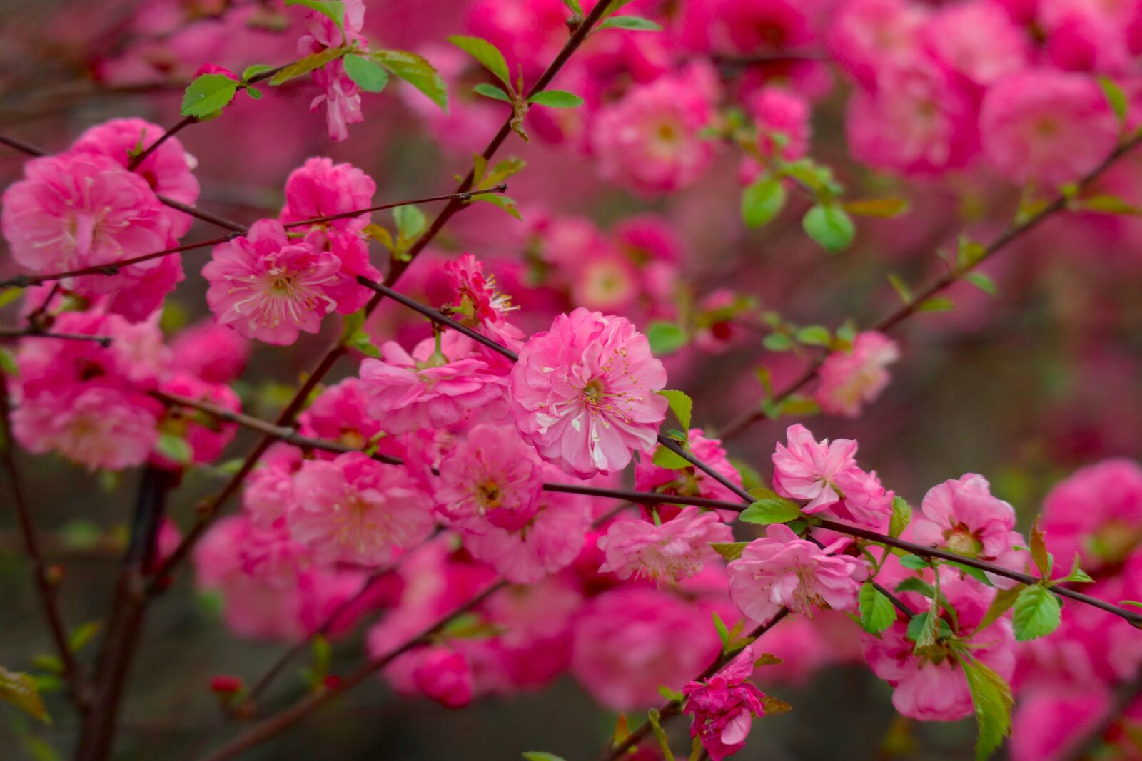 Canon EOS M100 sample photo. Flowers, spring, the beginning photography