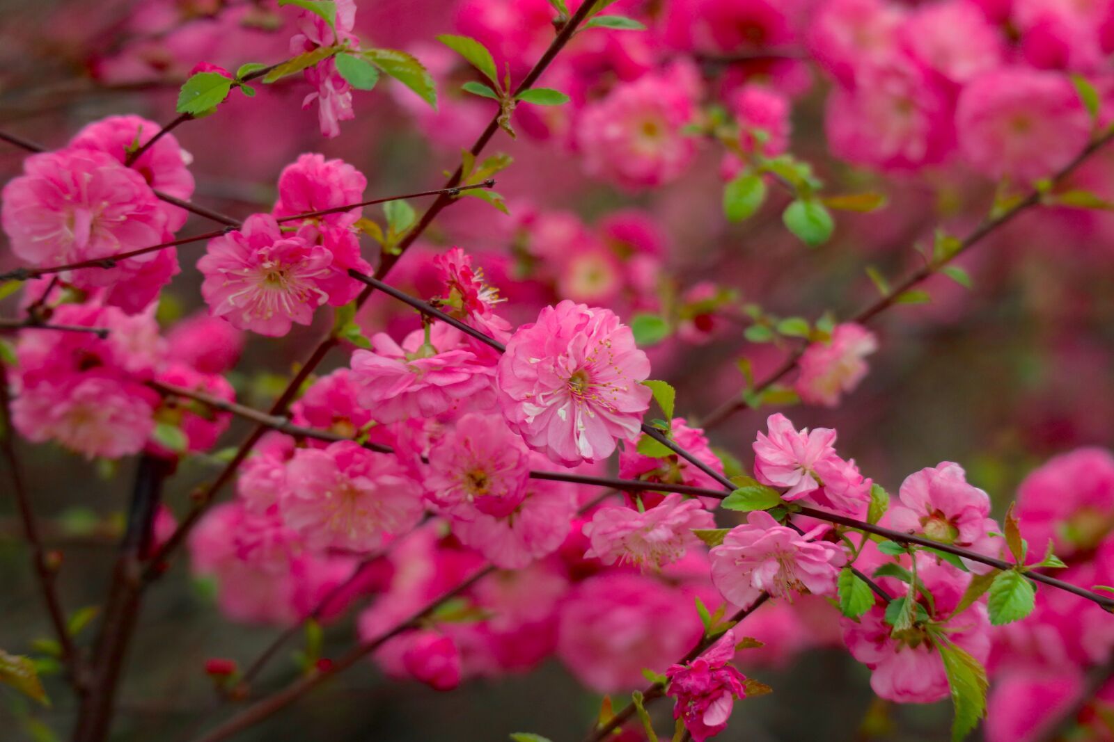 Canon EOS M100 + Canon EF-M 55-200mm F4.5-6.3 IS STM sample photo. Flowers, spring, the beginning photography