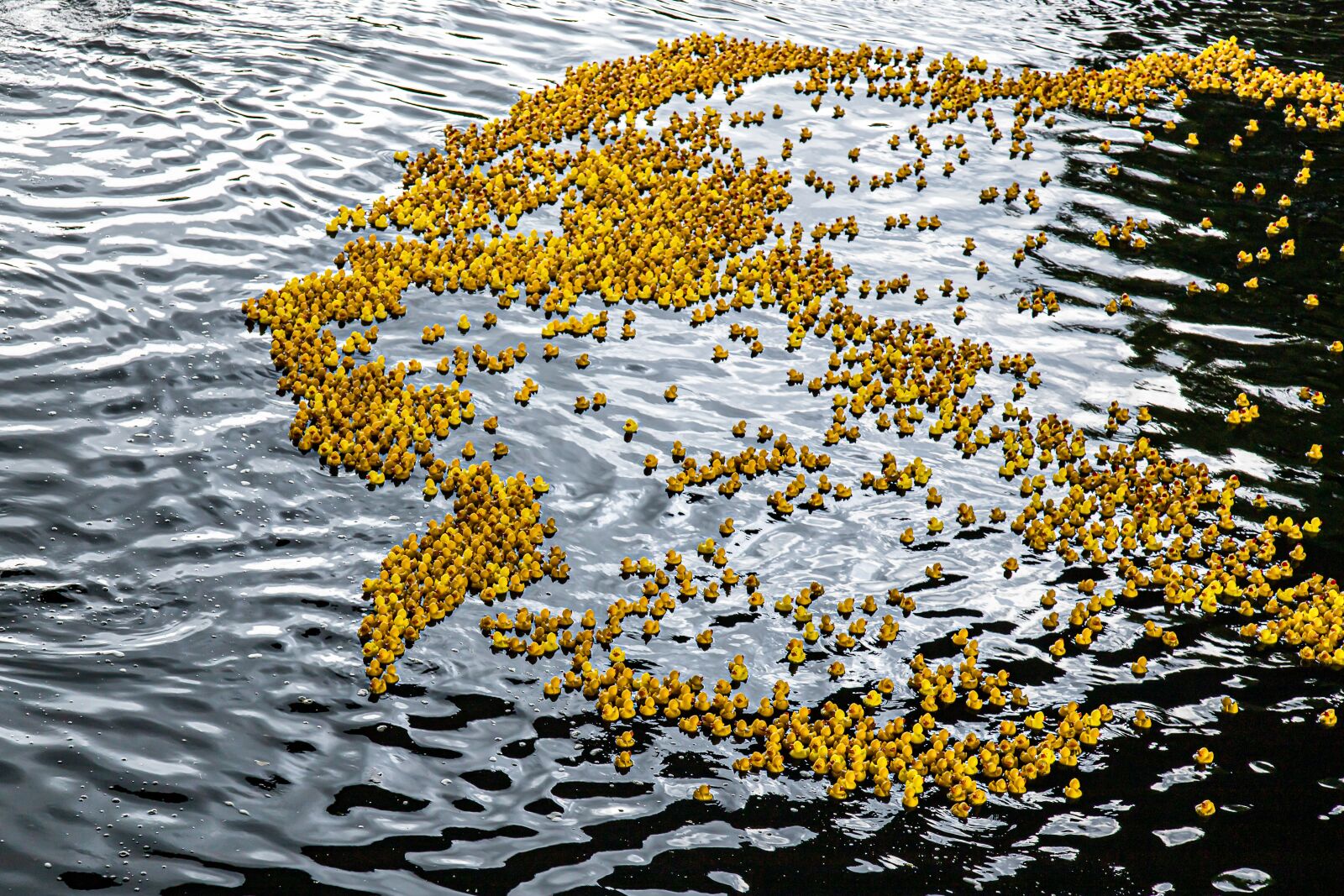 Canon EOS 6D Mark II sample photo. Duck meet, ducks, rubber photography