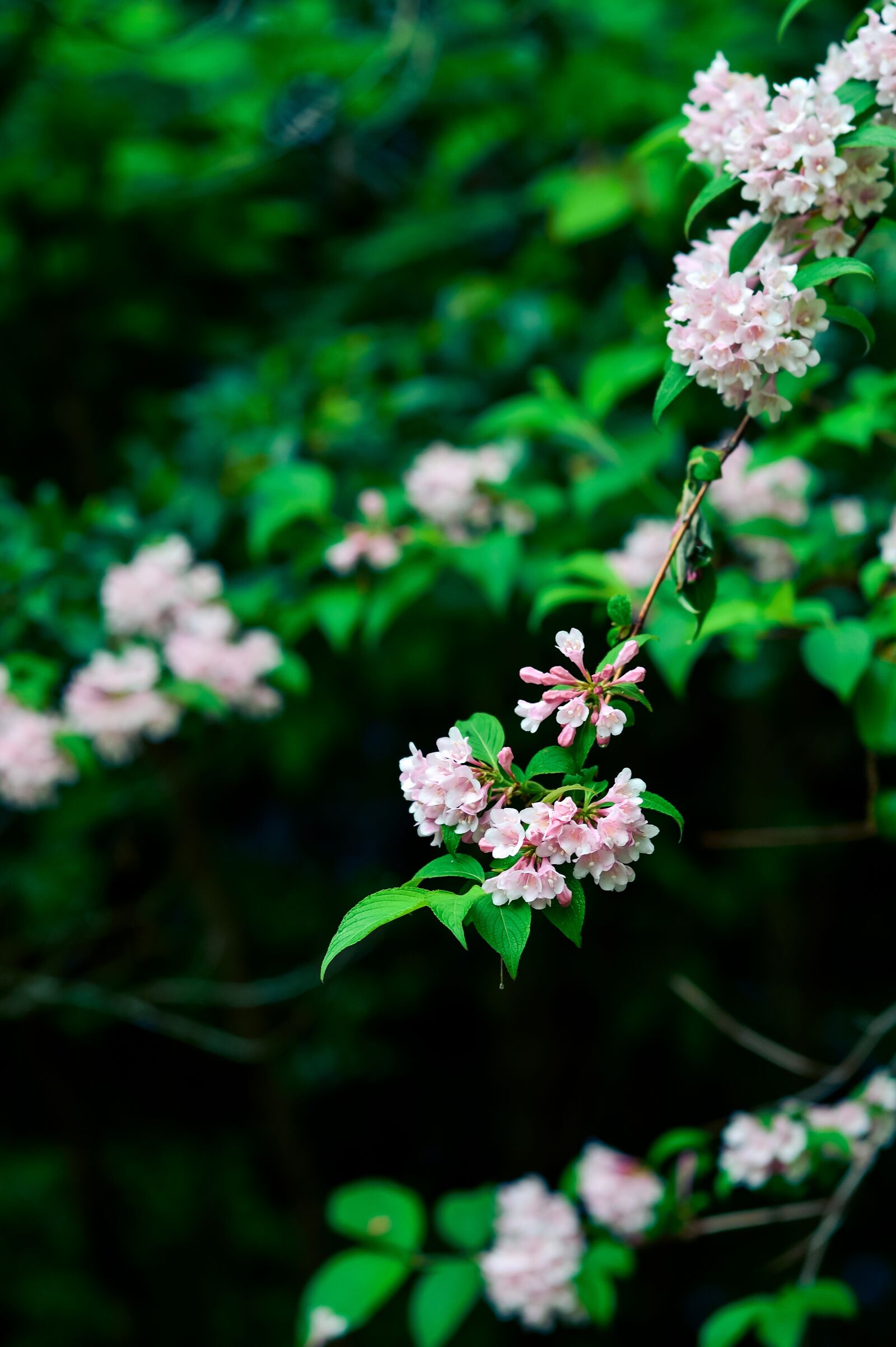 Nikon Df sample photo. Natural, plant, mountain photography