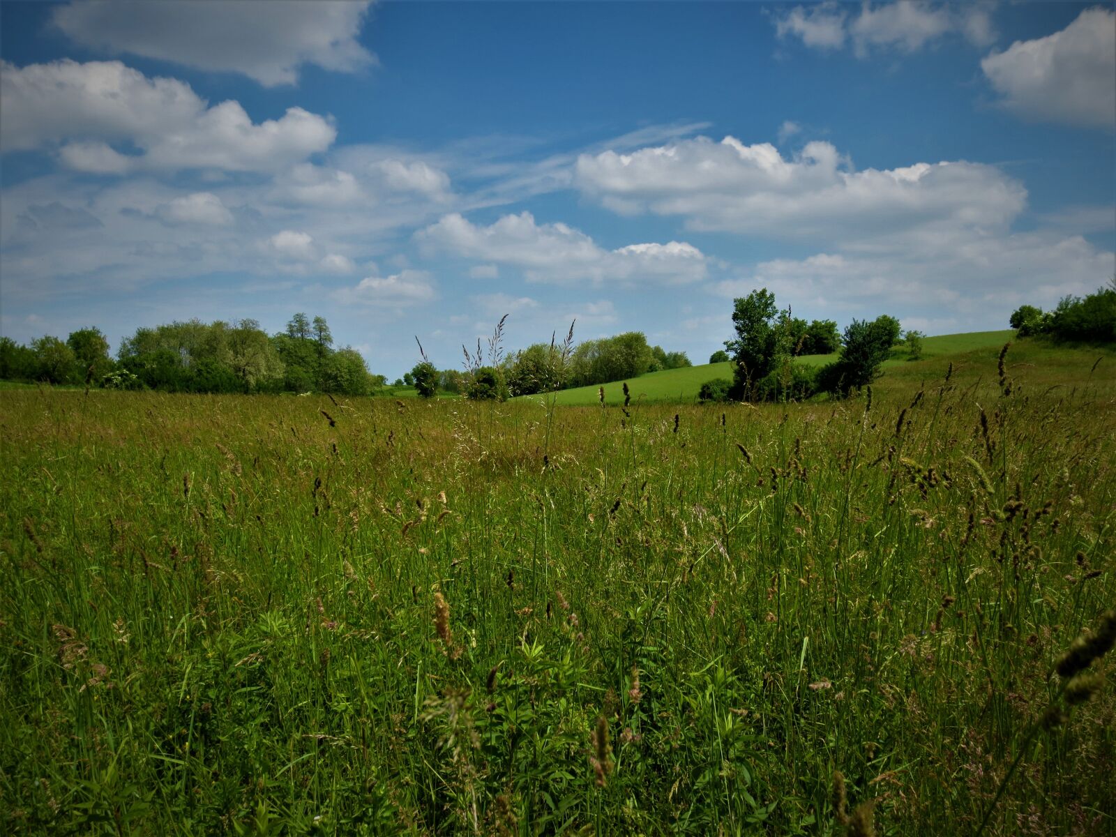 Canon PowerShot ELPH 110HS (PowerShot IXUS 125 HS) sample photo. Landscape, nature, my green photography