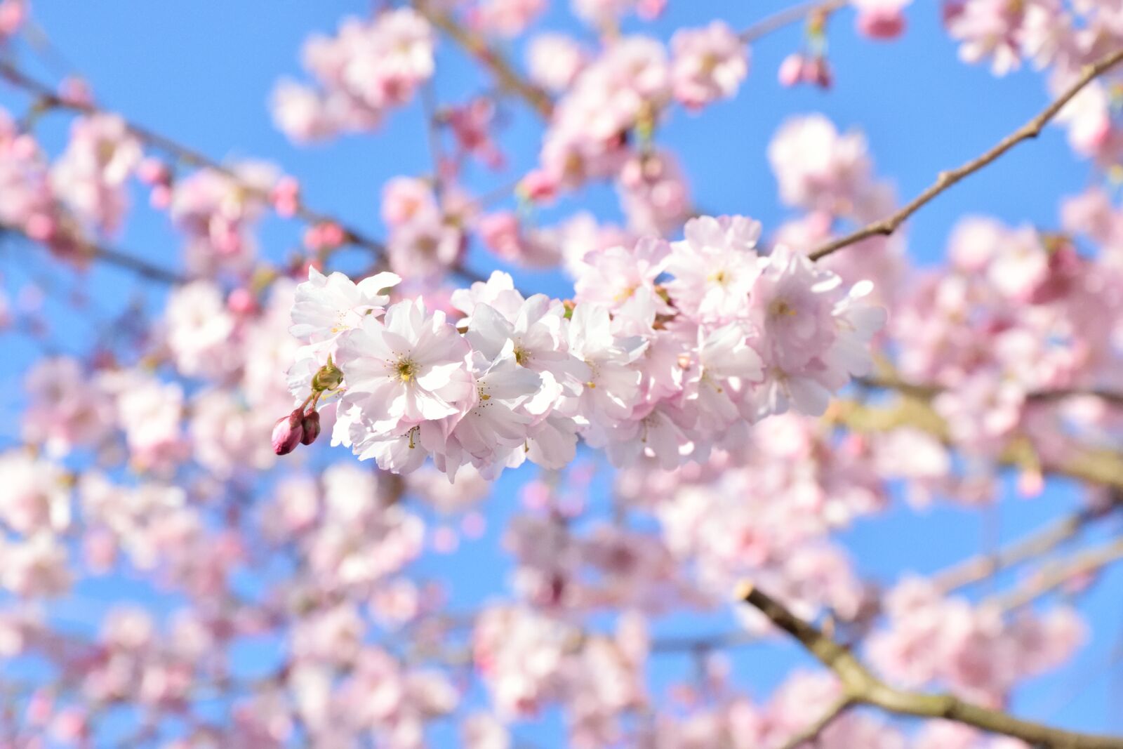 Nikon D5300 sample photo. Cherry blossom, spring, blossom photography