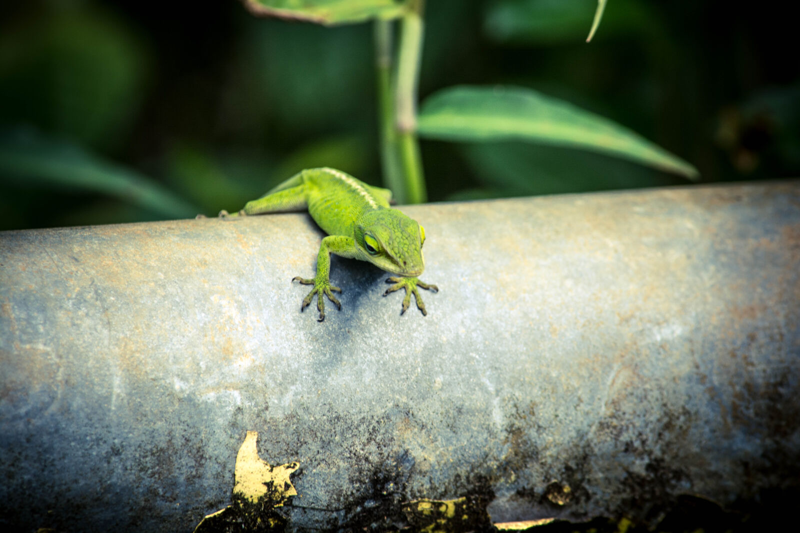 Nikon D5200 sample photo