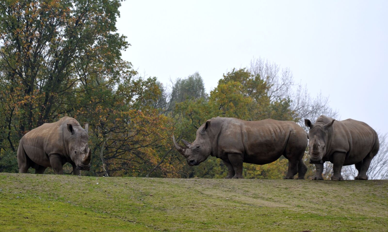 Nikon D5100 sample photo. Rhino, savannah, safari photography