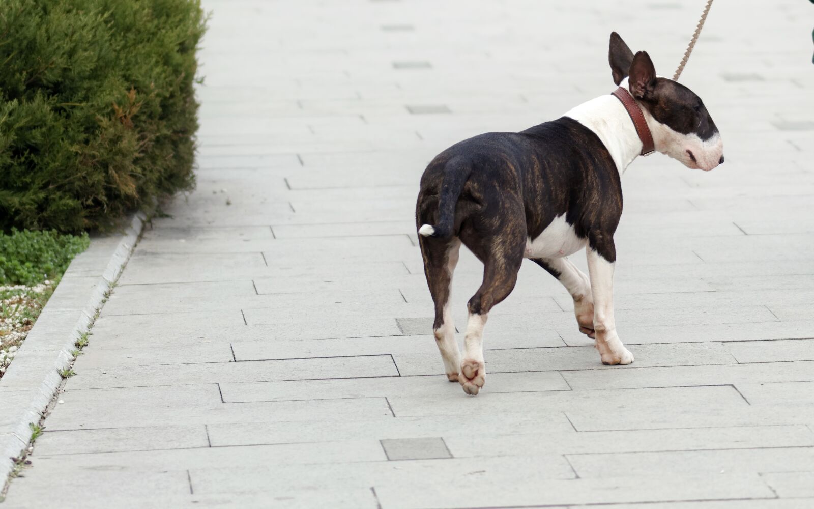 Nikon D5300 sample photo. Dog, leash, going photography