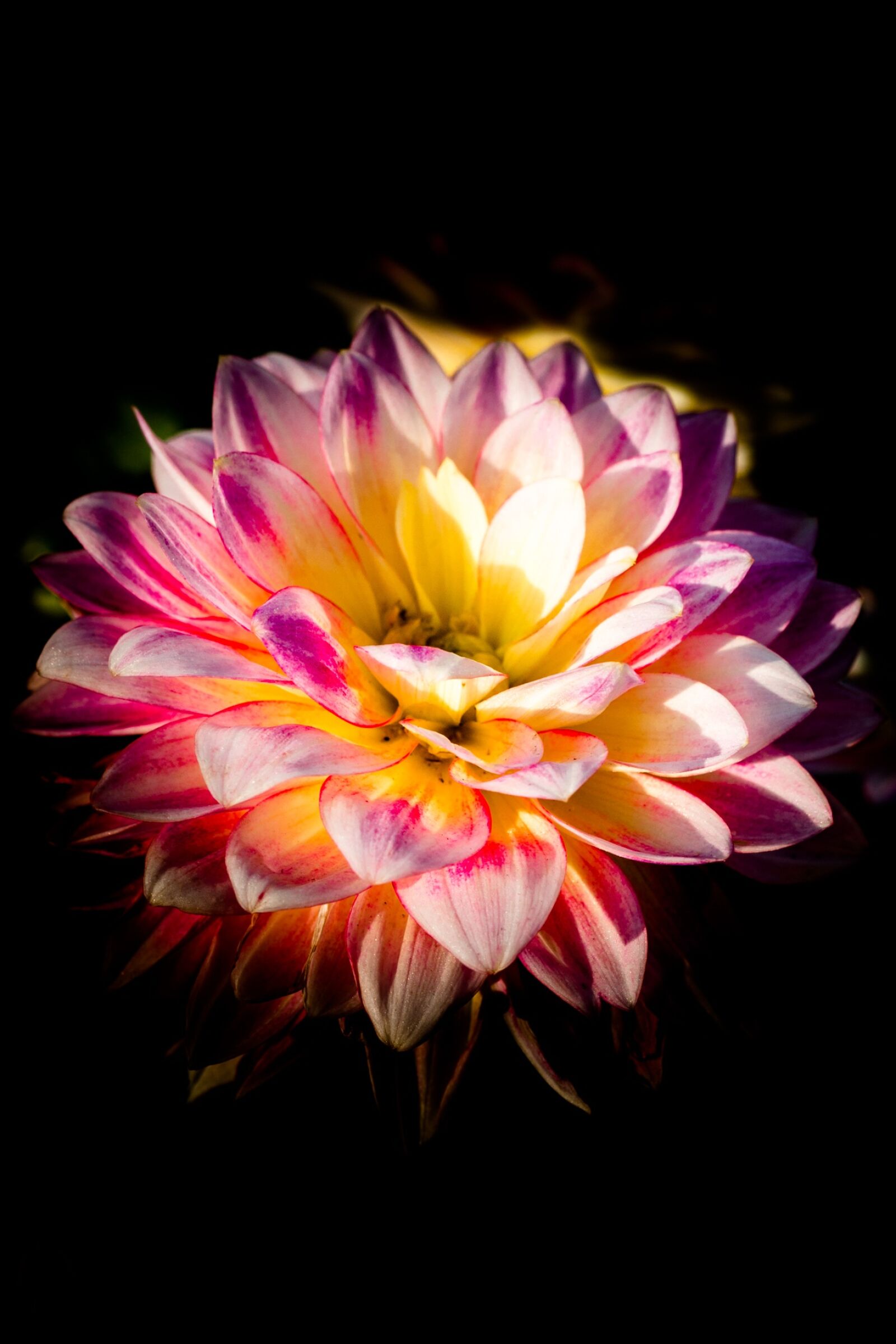 Canon EOS 5D Mark III sample photo. Flower, nature, color photography