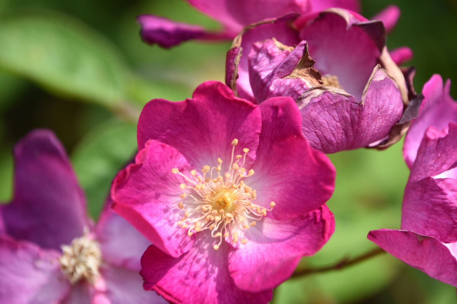 Nikon D5600 sample photo. Pink, nature, flower photography
