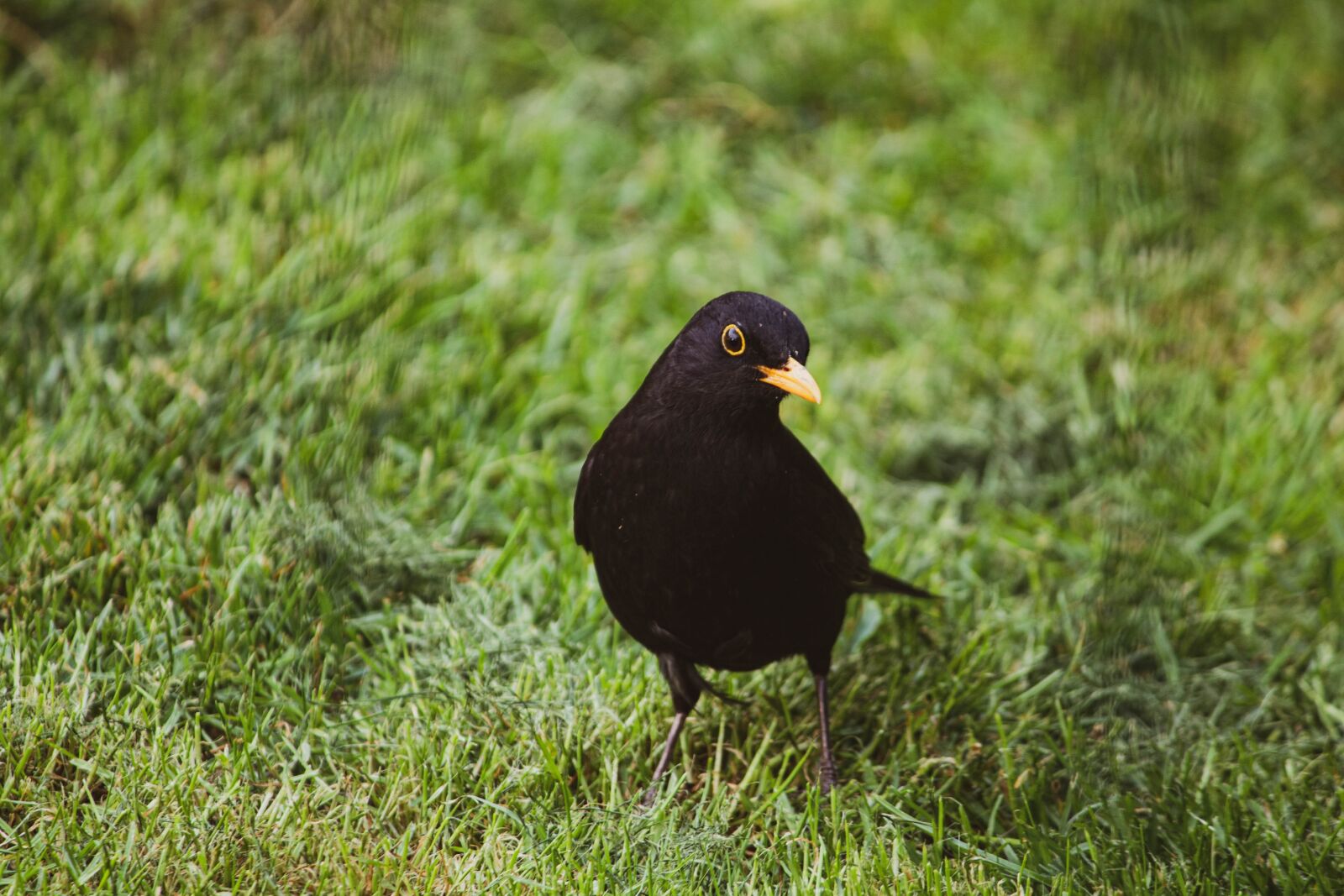 Canon EOS 1300D (EOS Rebel T6 / EOS Kiss X80) sample photo. Blackbird, animal, bird photography