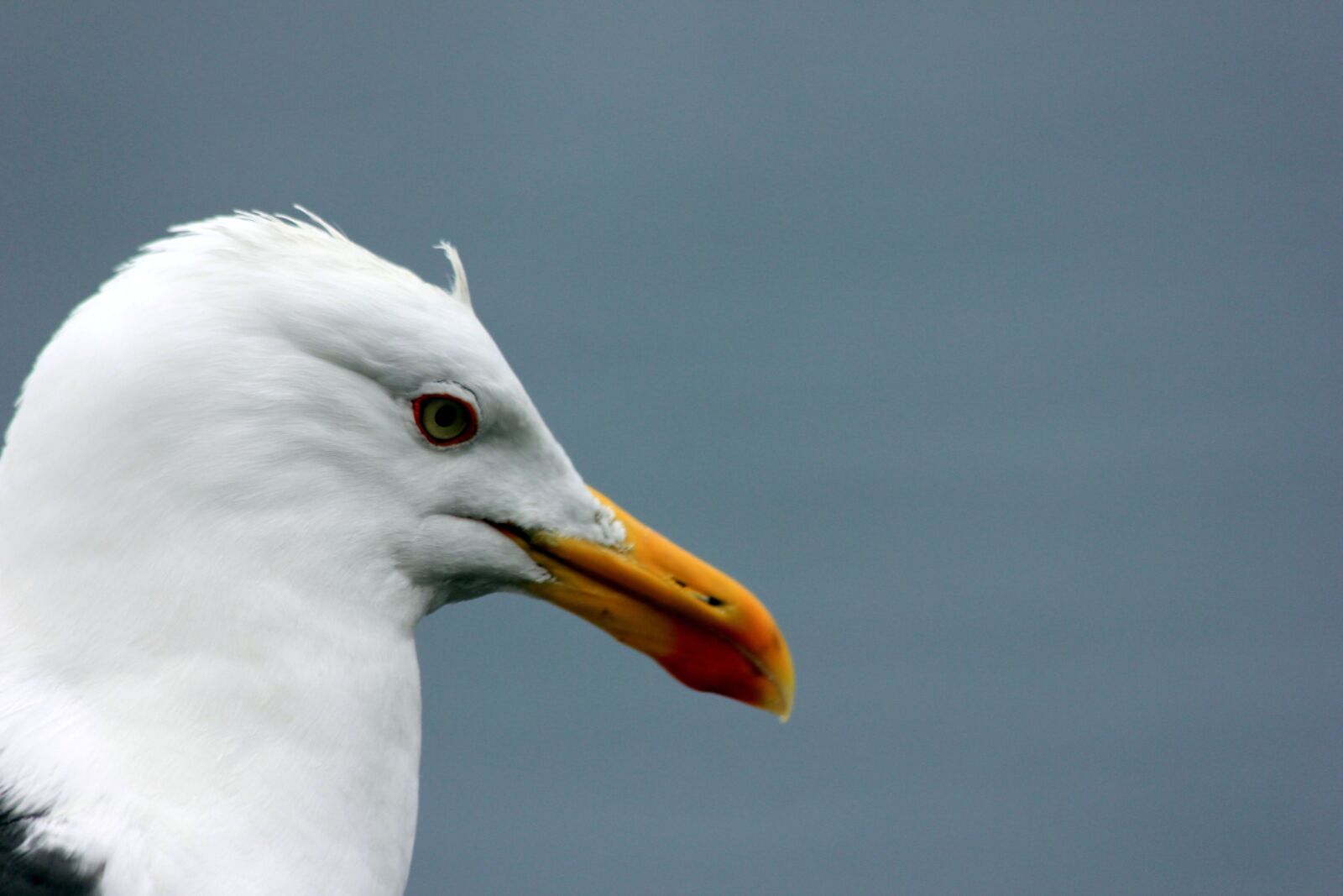 Canon EOS 550D (EOS Rebel T2i / EOS Kiss X4) sample photo. Gull, seagull, blue photography