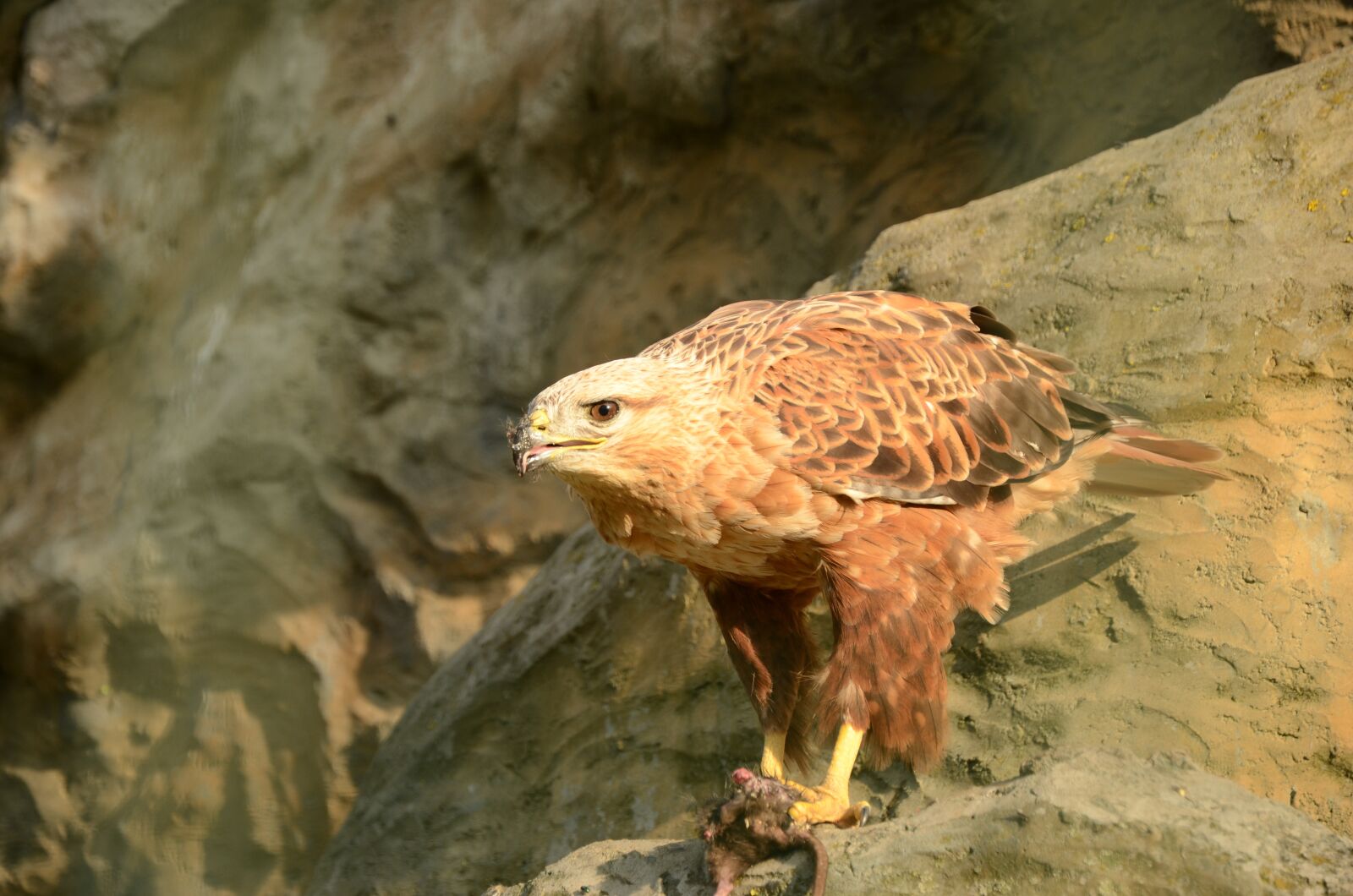 Nikon D7000 sample photo. Bird, golden eagle, extraction photography