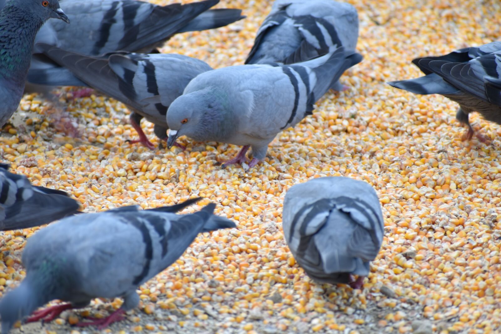 Nikon D5600 sample photo. Pigeons, eating, corn photography
