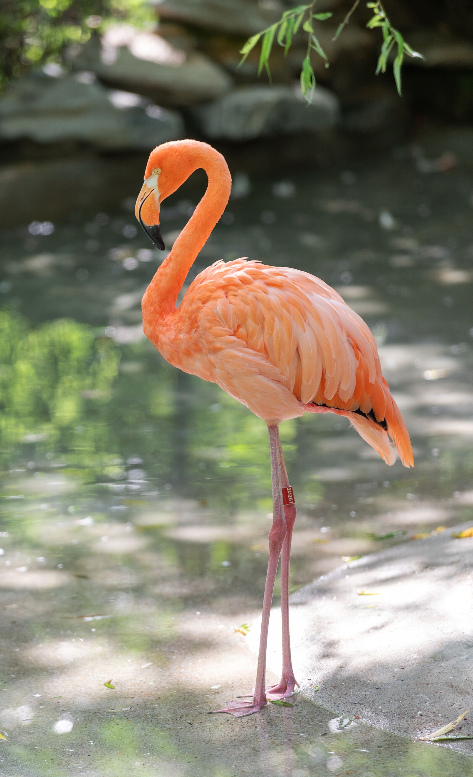 Nikon D850 sample photo. Flamingo, animal, bird photography