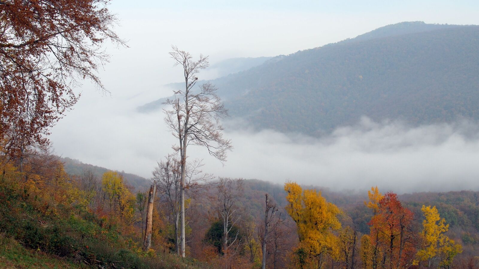 Olympus PEN E-PL6 sample photo. Autumn, forest, nature photography