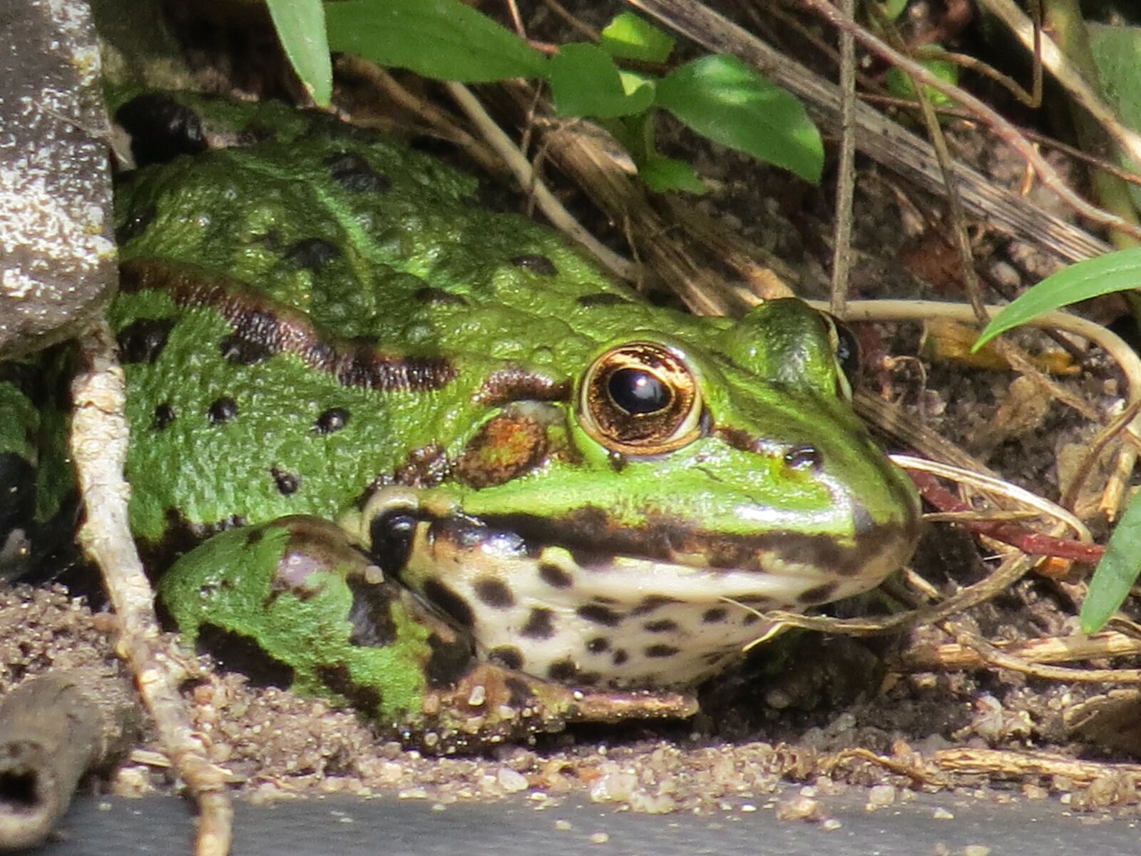 Canon PowerShot SX50 HS sample photo. Frog, nature, animal photography