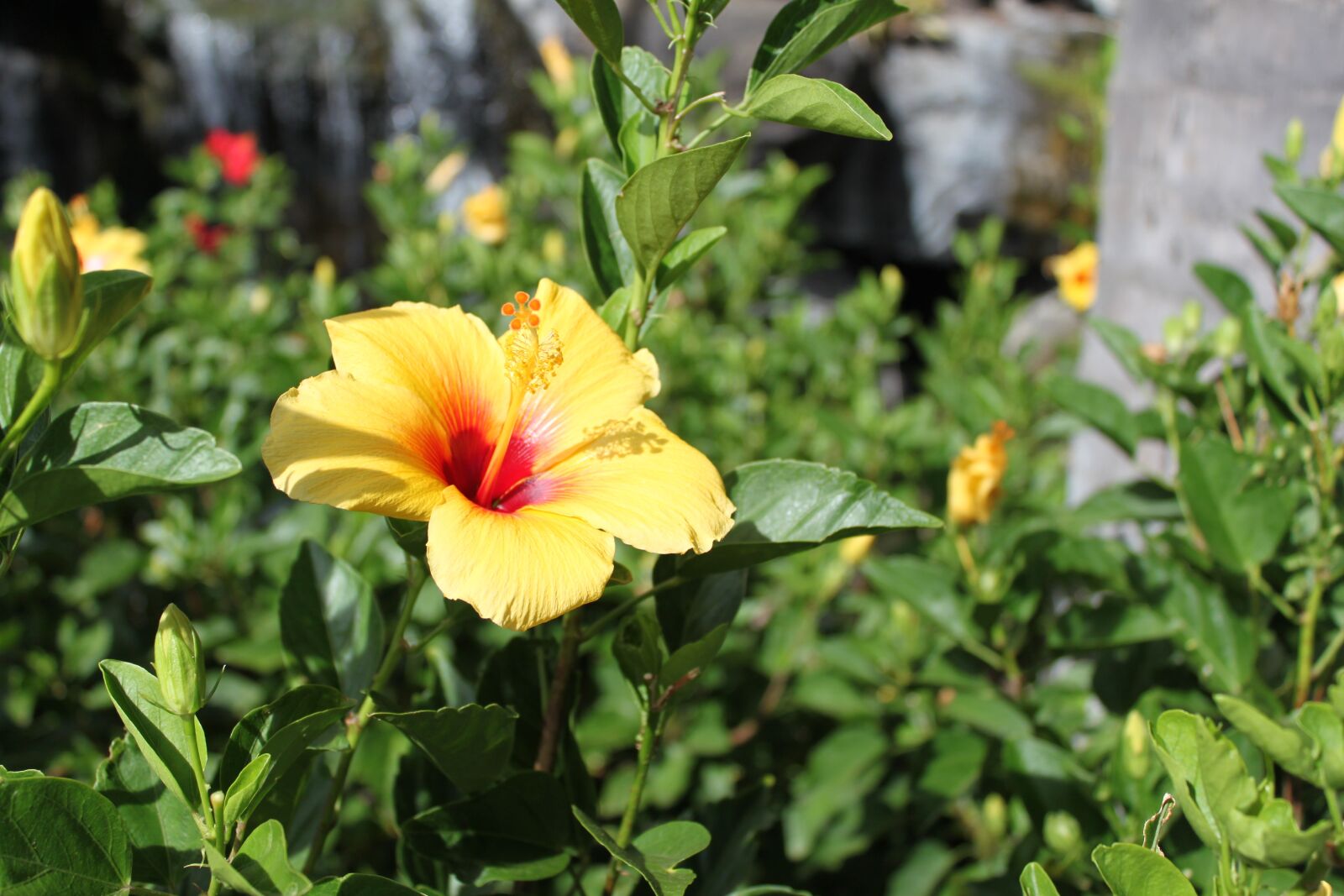 Canon EOS 500D (EOS Rebel T1i / EOS Kiss X3) sample photo. Hawaii, flower, hibiscus photography
