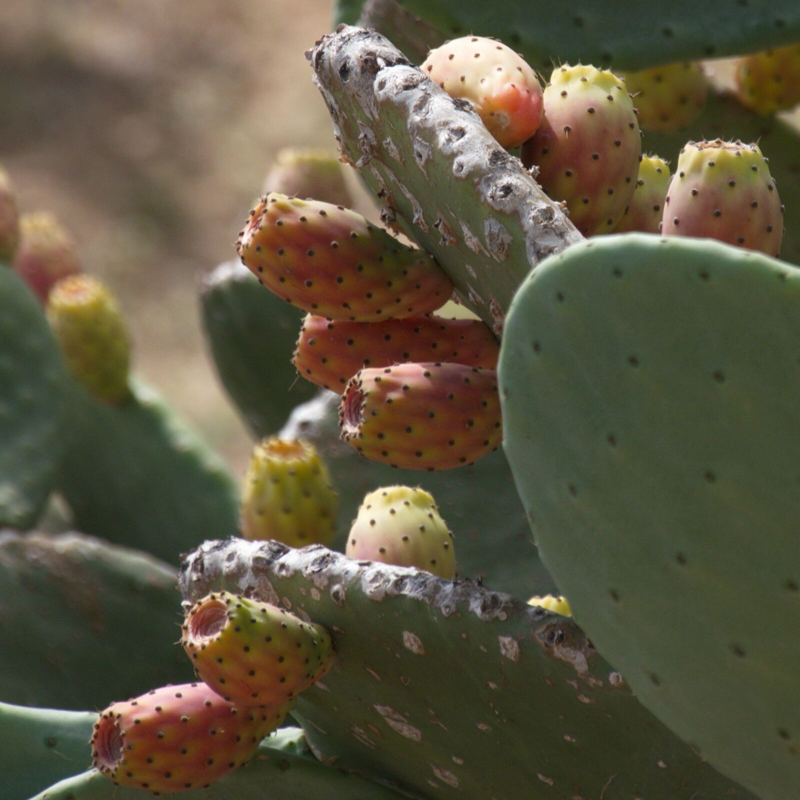 Panasonic Lumix DMC-G6 sample photo. Fichi d'india, prickly pear photography