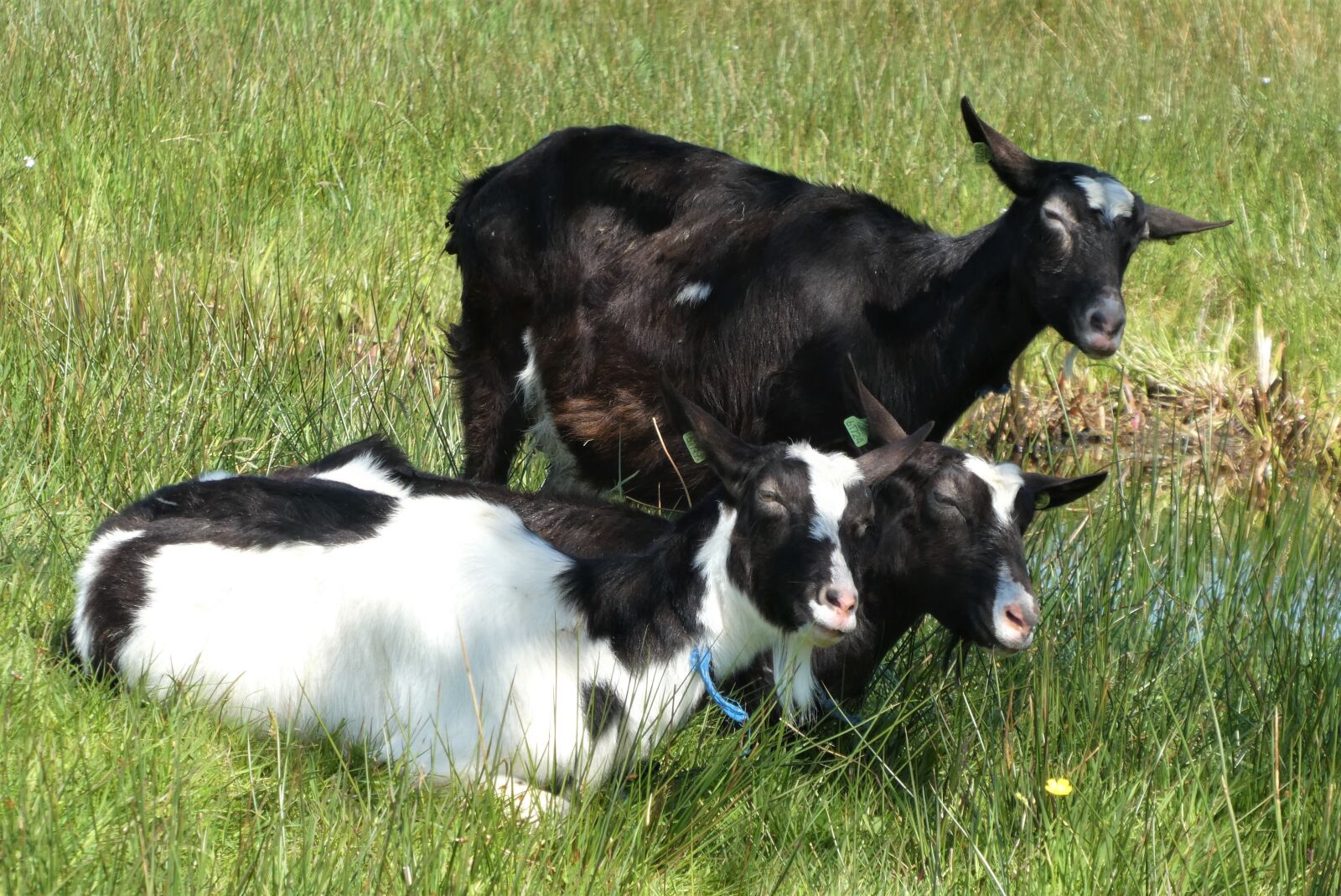 Panasonic Lumix DC-ZS70 (Lumix DC-TZ90) sample photo. Goats, spring, meadow photography