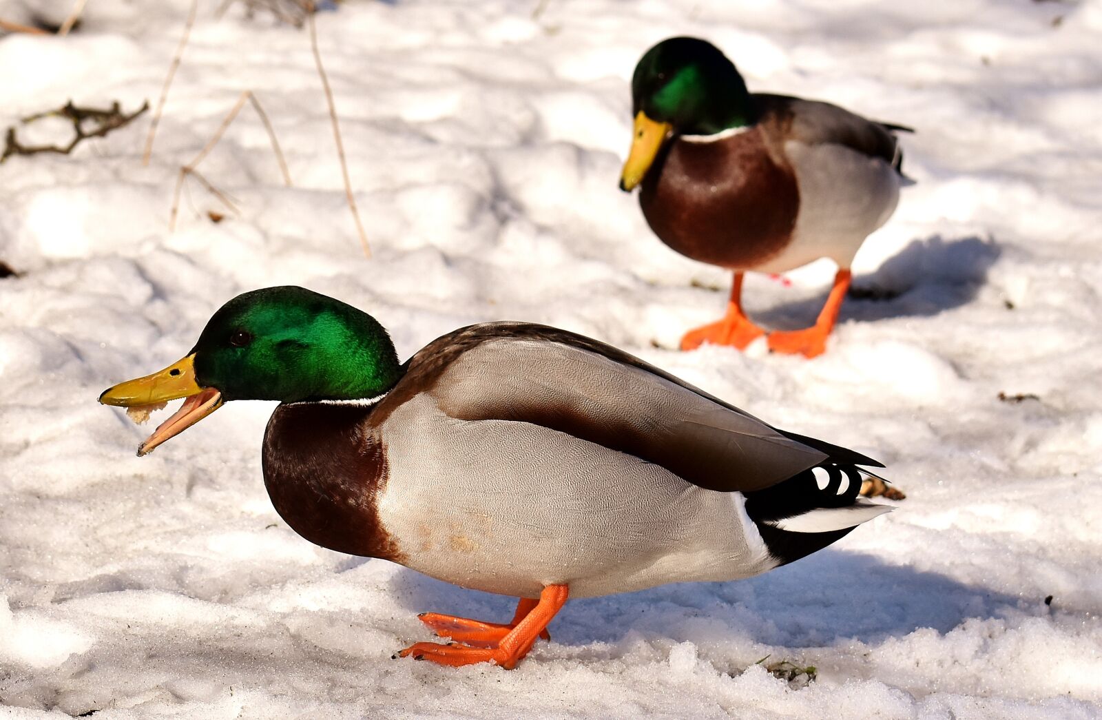 Nikon D7200 sample photo. Mallard, males, snow photography