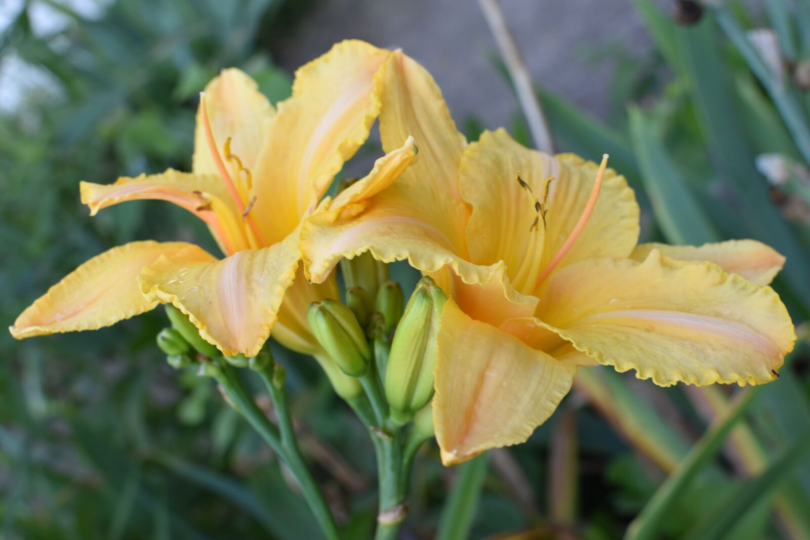 Nikon D5500 sample photo. Yellow flowers, day lilly photography