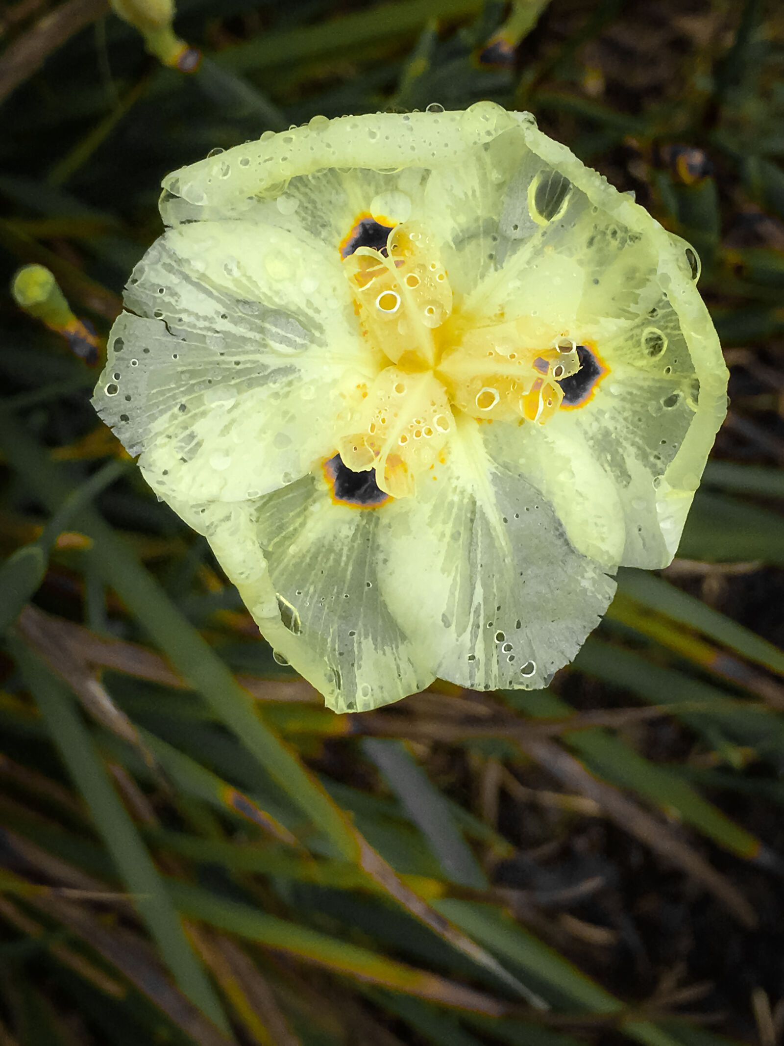 Apple iPhone 6s sample photo. Flower, yellow photography
