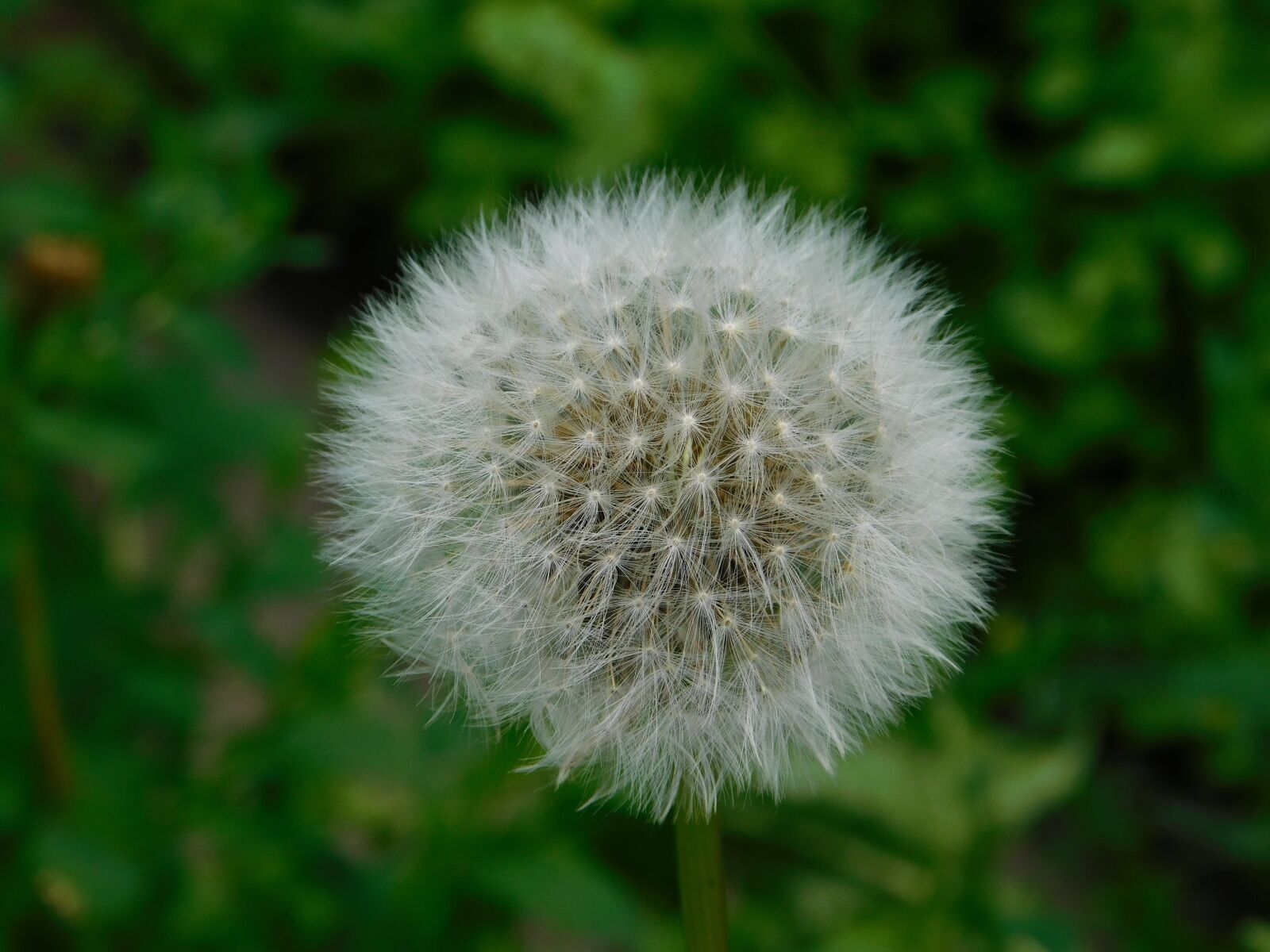 Nikon Coolpix B500 sample photo. Flower, summer, nature photography