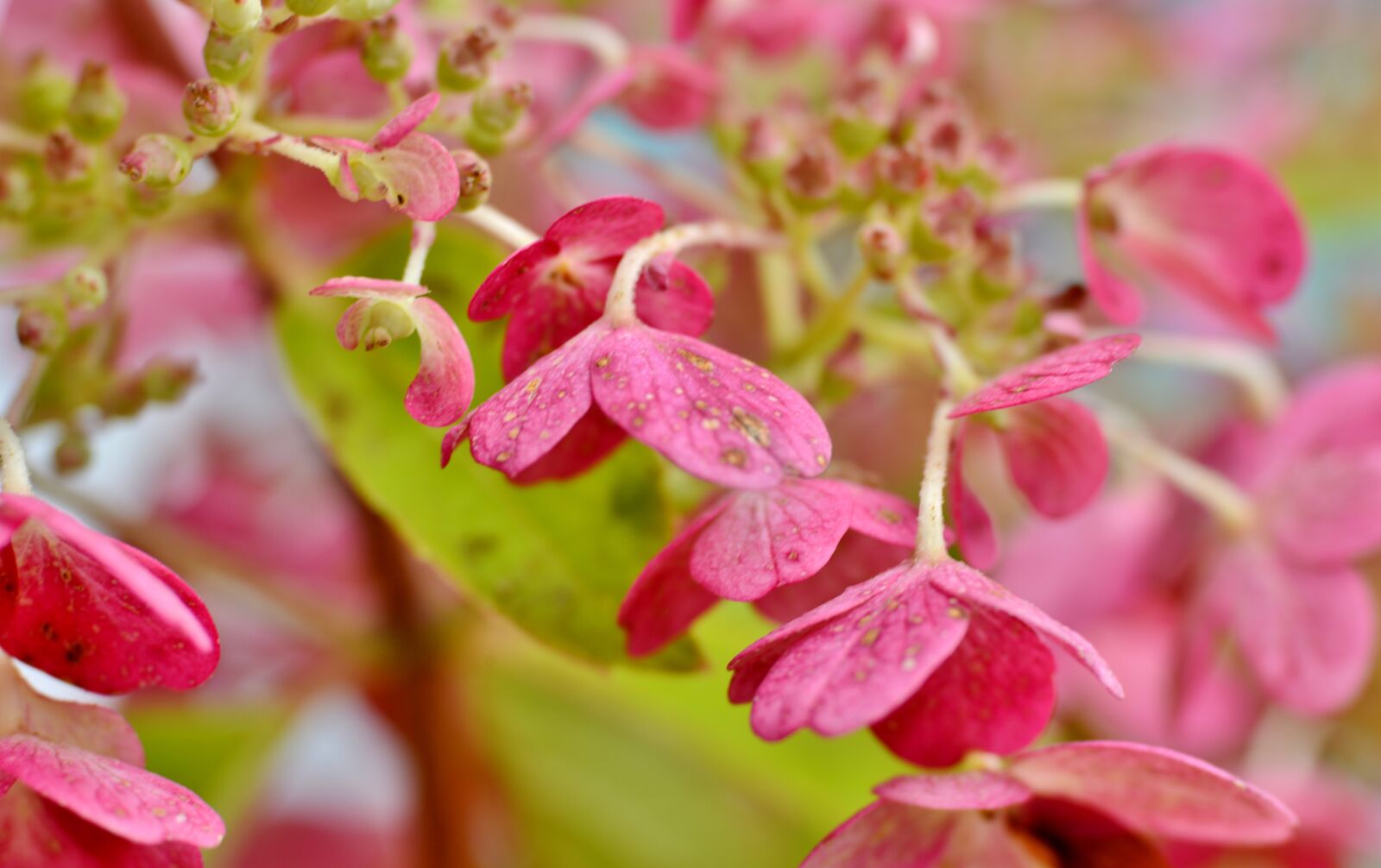 Nikon D600 sample photo. Hydrangea, petals, flora photography