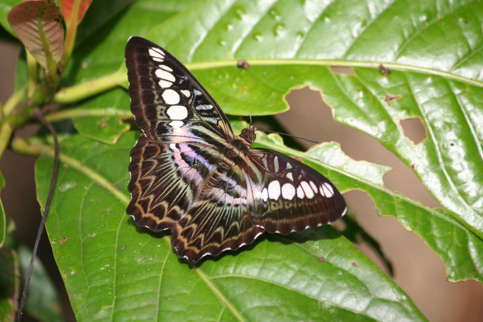 Canon EOS 350D (EOS Digital Rebel XT / EOS Kiss Digital N) sample photo. Butterfly, wings, flight photography