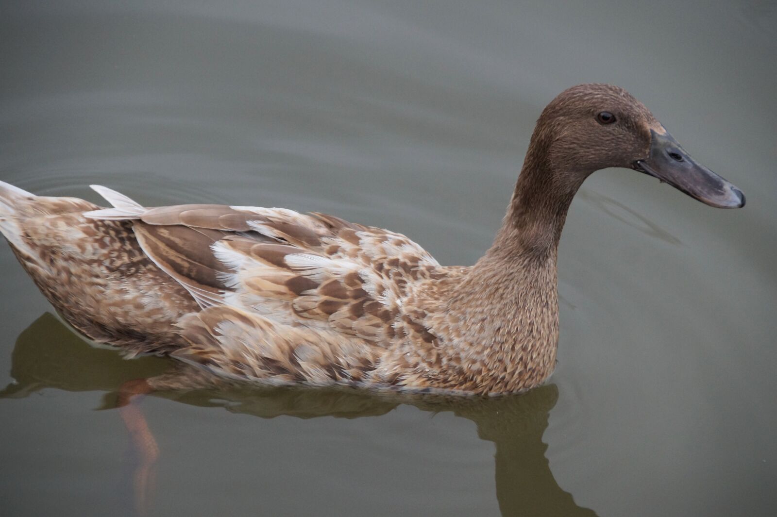Sony SLT-A58 sample photo. Duck, indian runner, bird photography