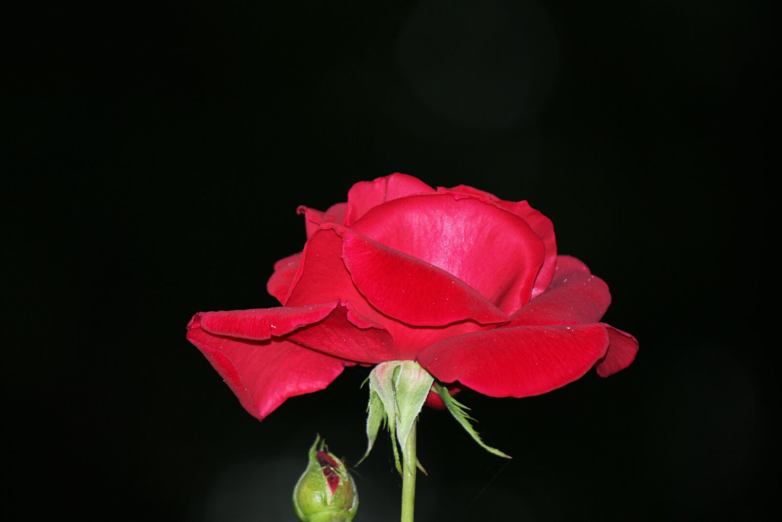 Canon EOS 550D (EOS Rebel T2i / EOS Kiss X4) sample photo. Flower, blossom, bloom photography