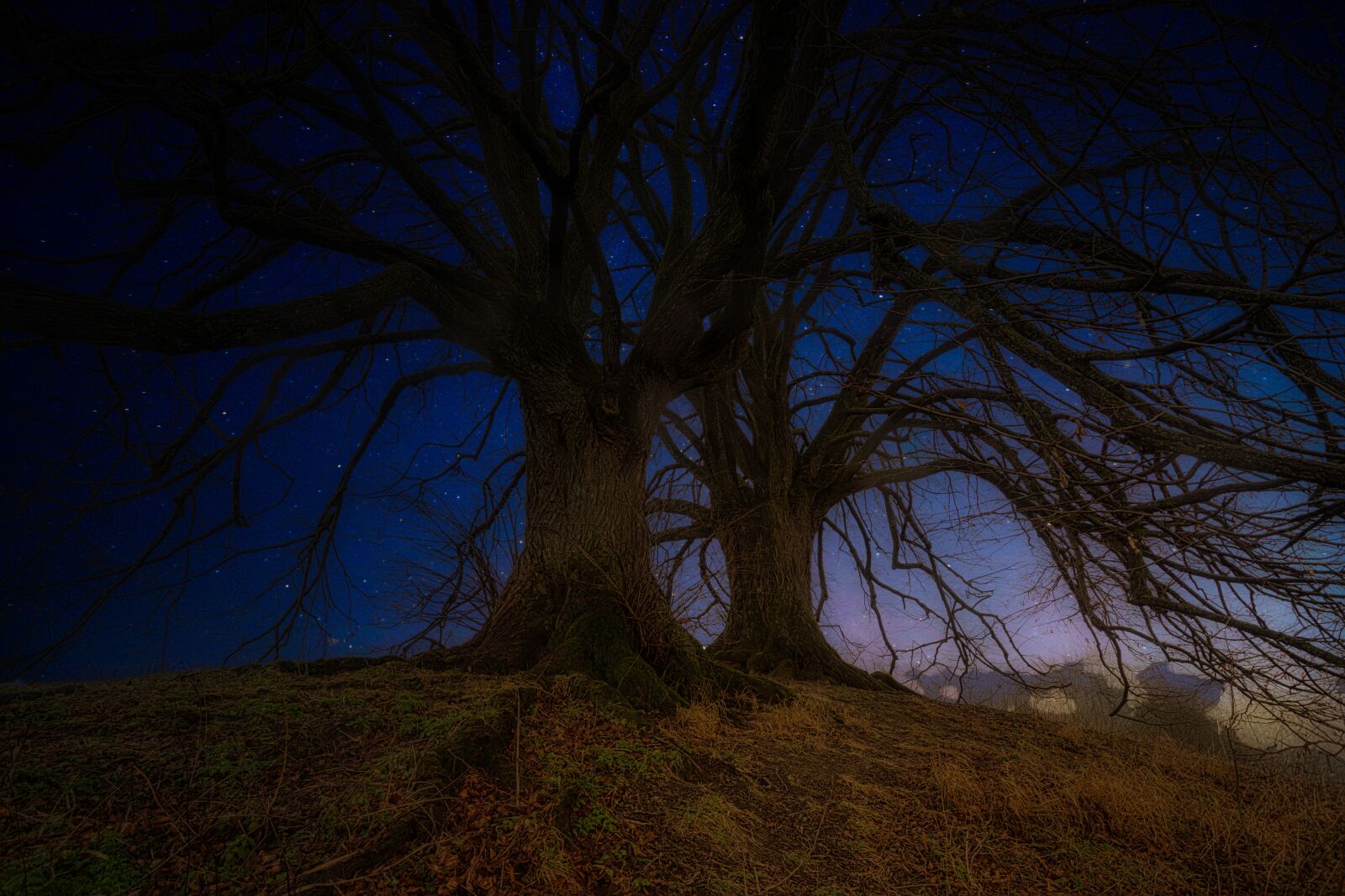 Sony DT 50mm F1.8 SAM sample photo. Trees, night, starry sky photography
