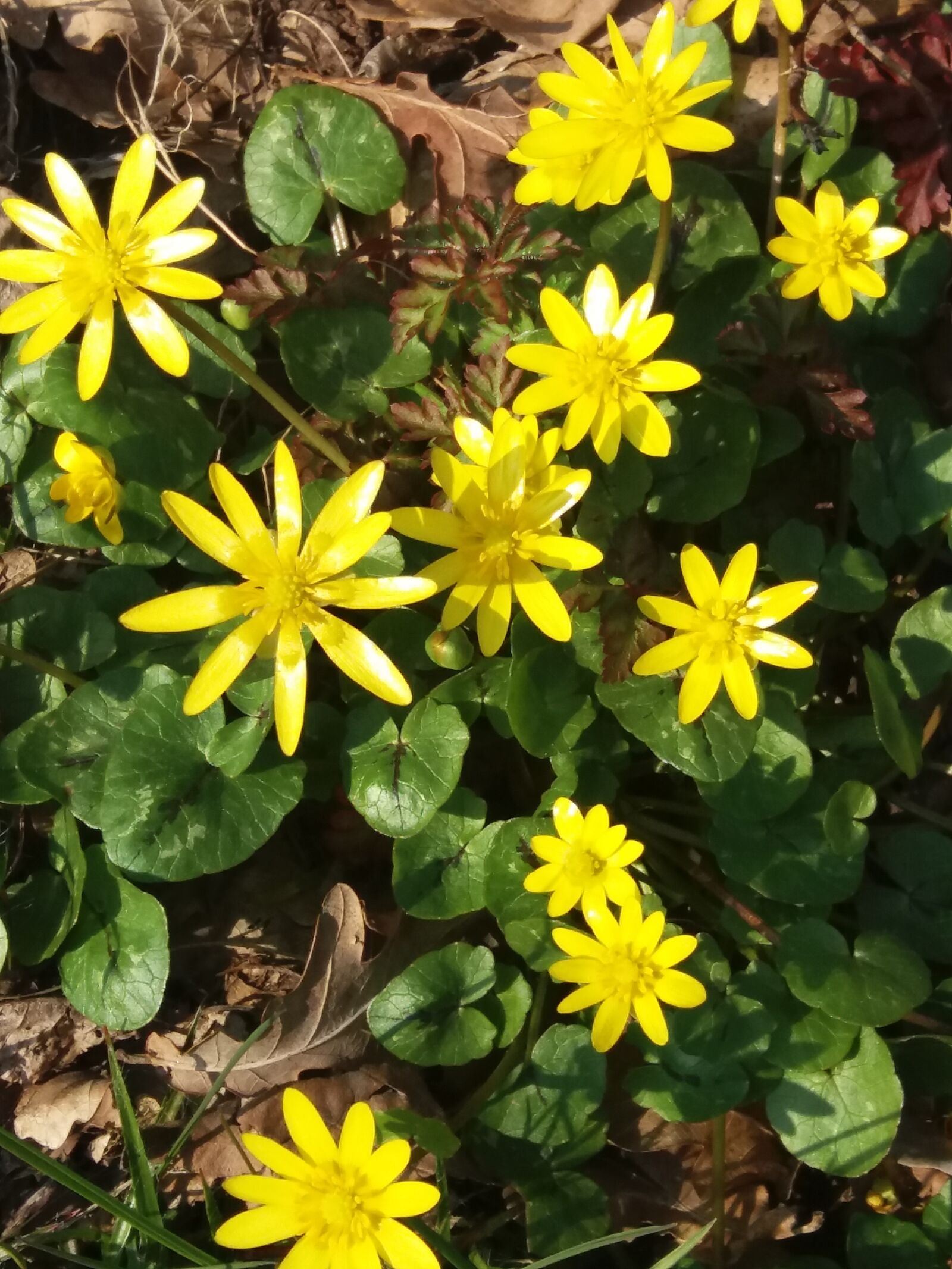 Samsung SM-J500FN sample photo. Our, spring flowers, in photography