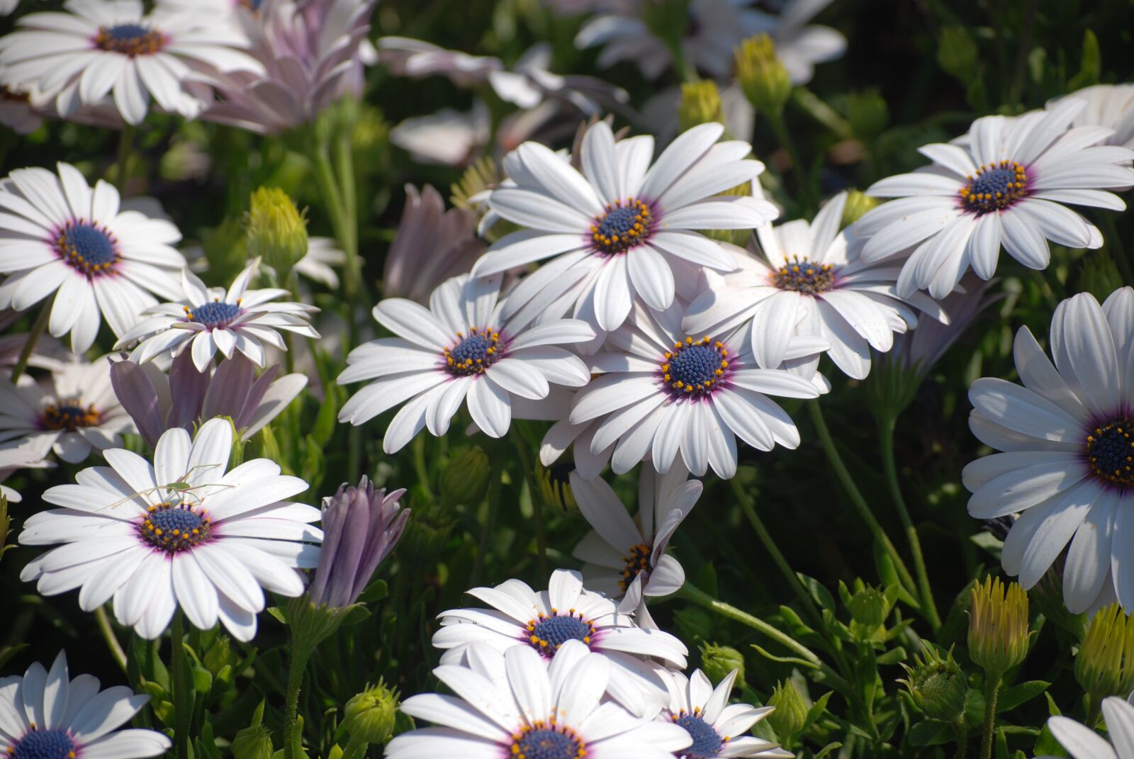 Nikon D80 sample photo. Margarita, flower, spring photography