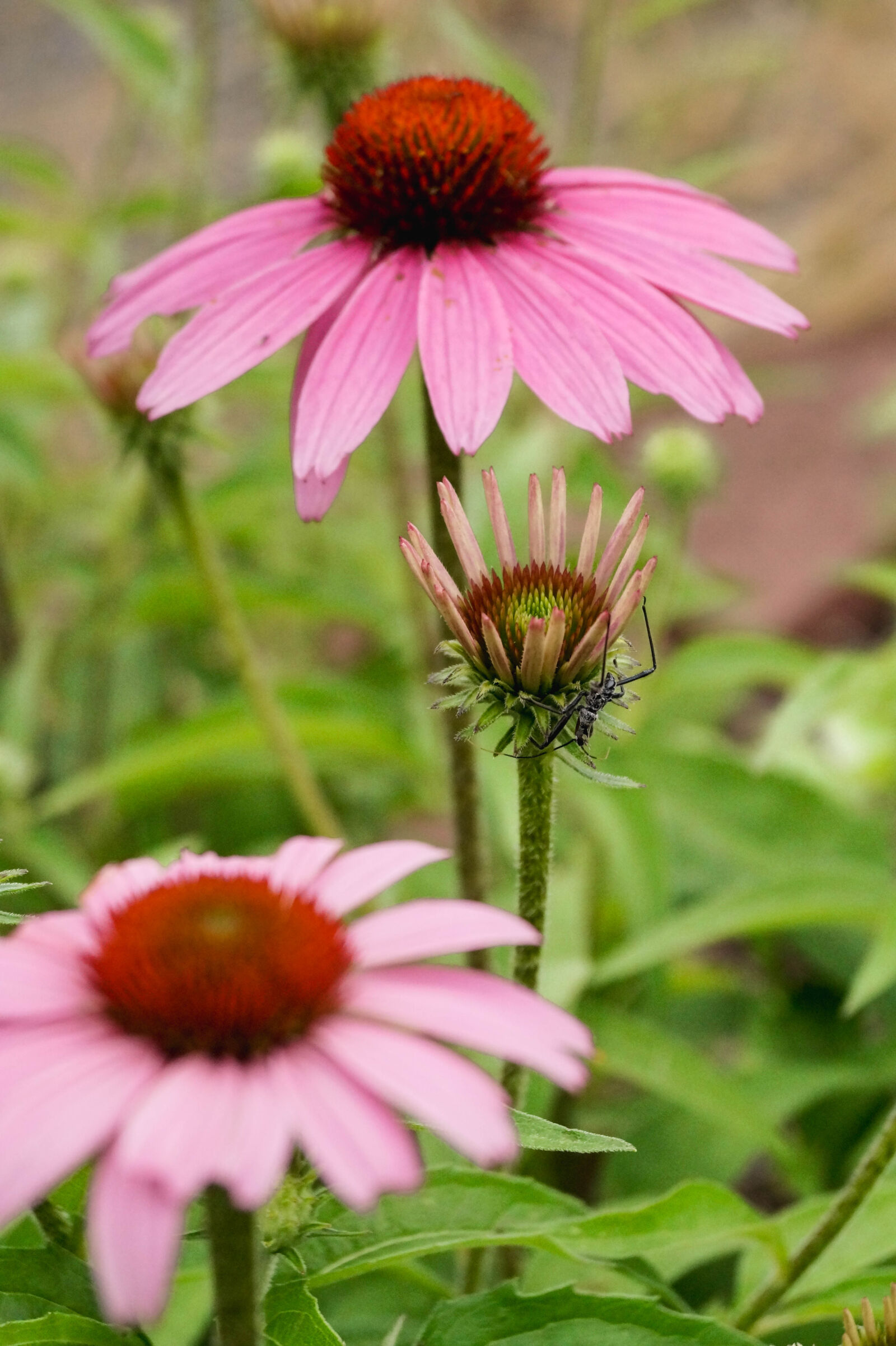 Sony SLT-A58 sample photo. Bug, flower, nature, veronicanieves photography