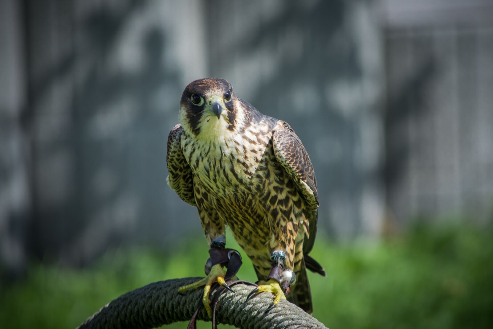 Nikon D7200 sample photo. Falcon, falconry, bird photography