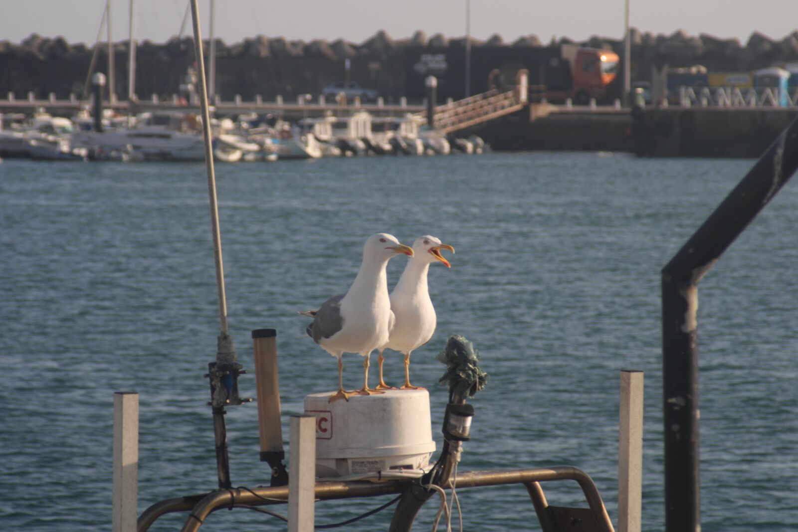Canon EOS 2000D (EOS Rebel T7 / EOS Kiss X90 / EOS 1500D) sample photo. Sea, seagulls, blue photography