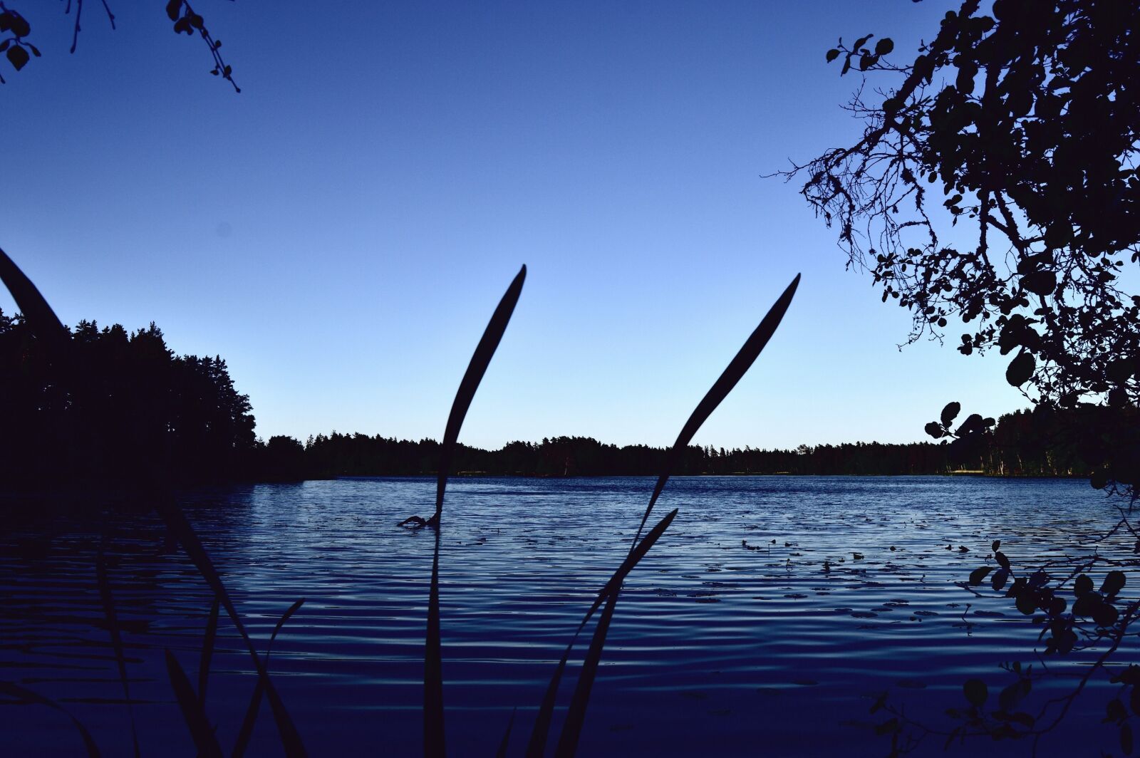 Nikon D3200 sample photo. Blue, evening, forest, lake photography