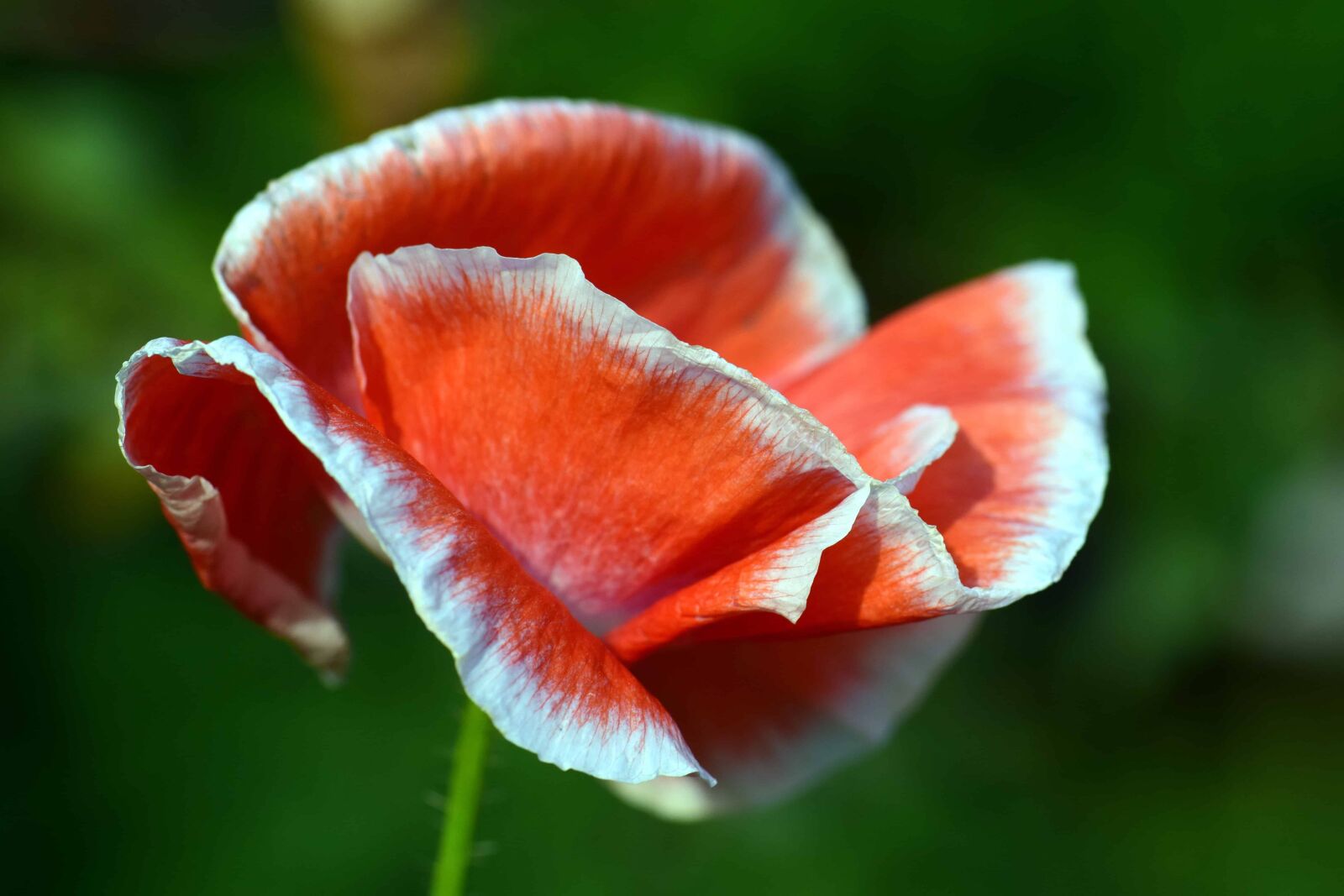Nikon D3300 sample photo. Wildflower, macro, detail, daylight photography