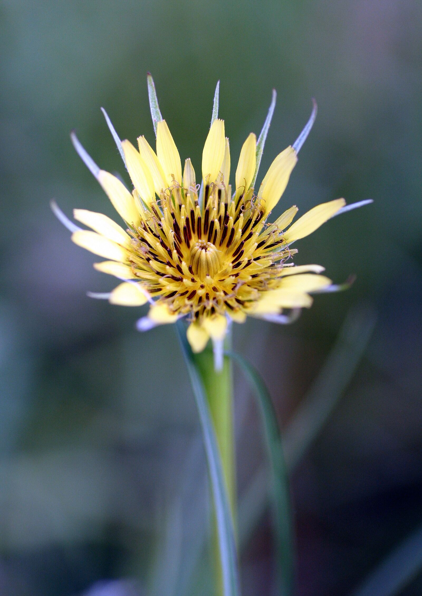 Canon EOS 350D (EOS Digital Rebel XT / EOS Kiss Digital N) sample photo. Flower, yellow, rod photography