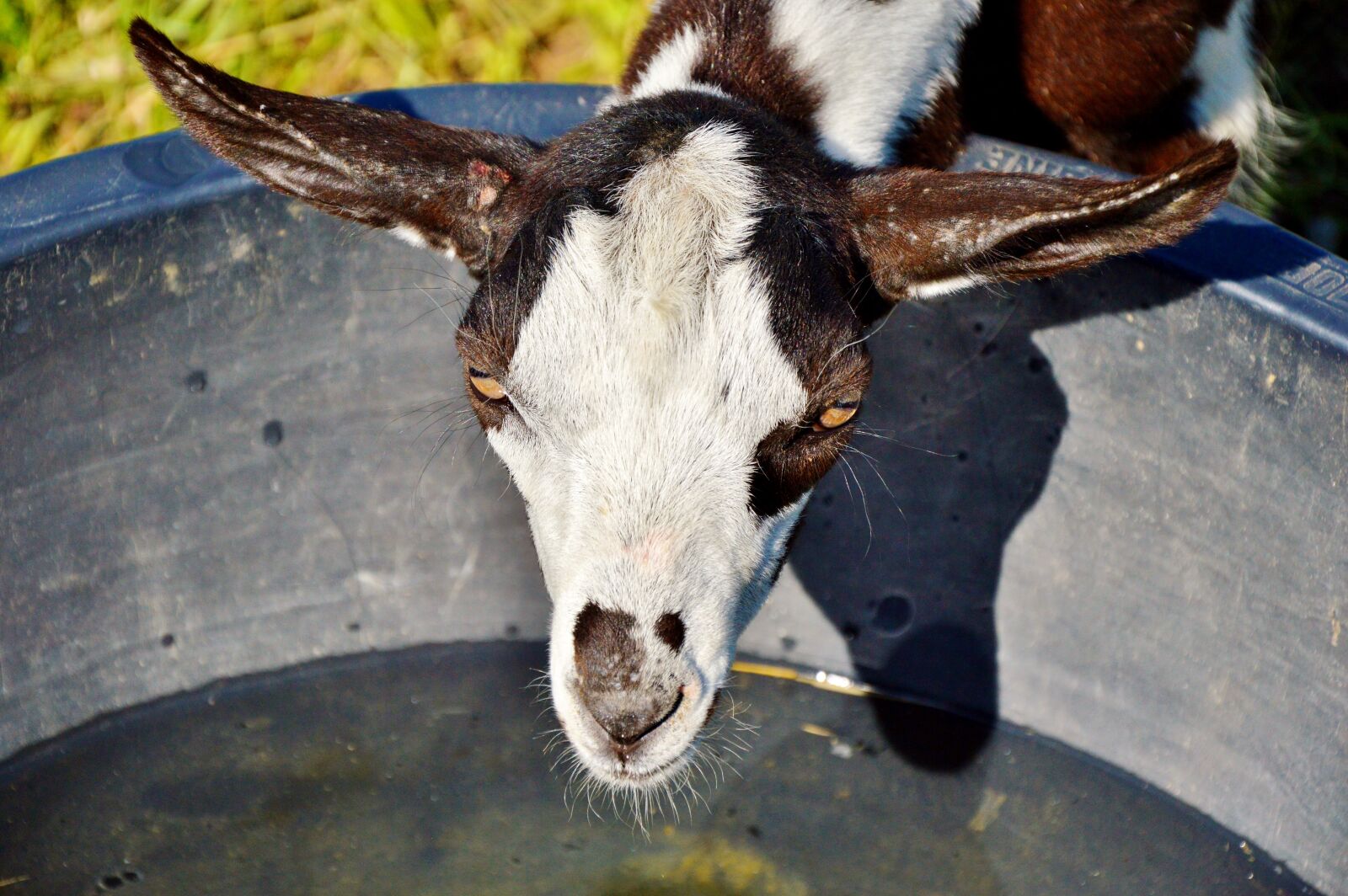 Nikon D3200 sample photo. Goat, prima donna, geiss photography