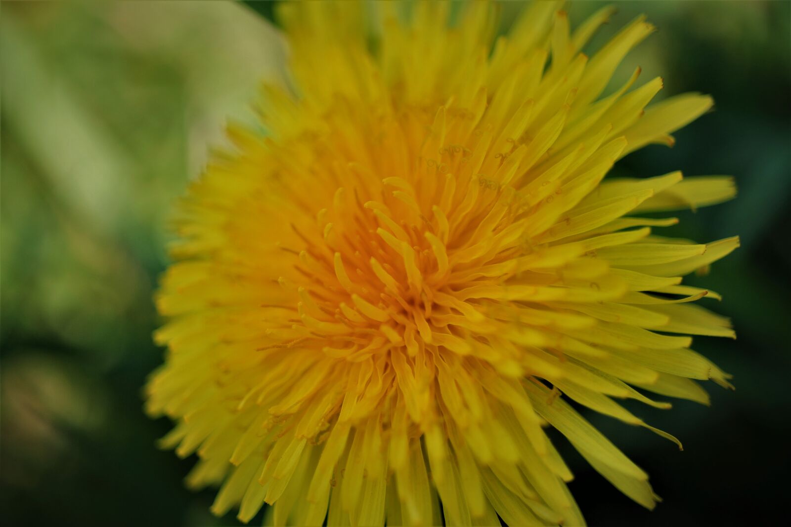 Canon EOS 7D sample photo. Dandelion, yellow, flower photography